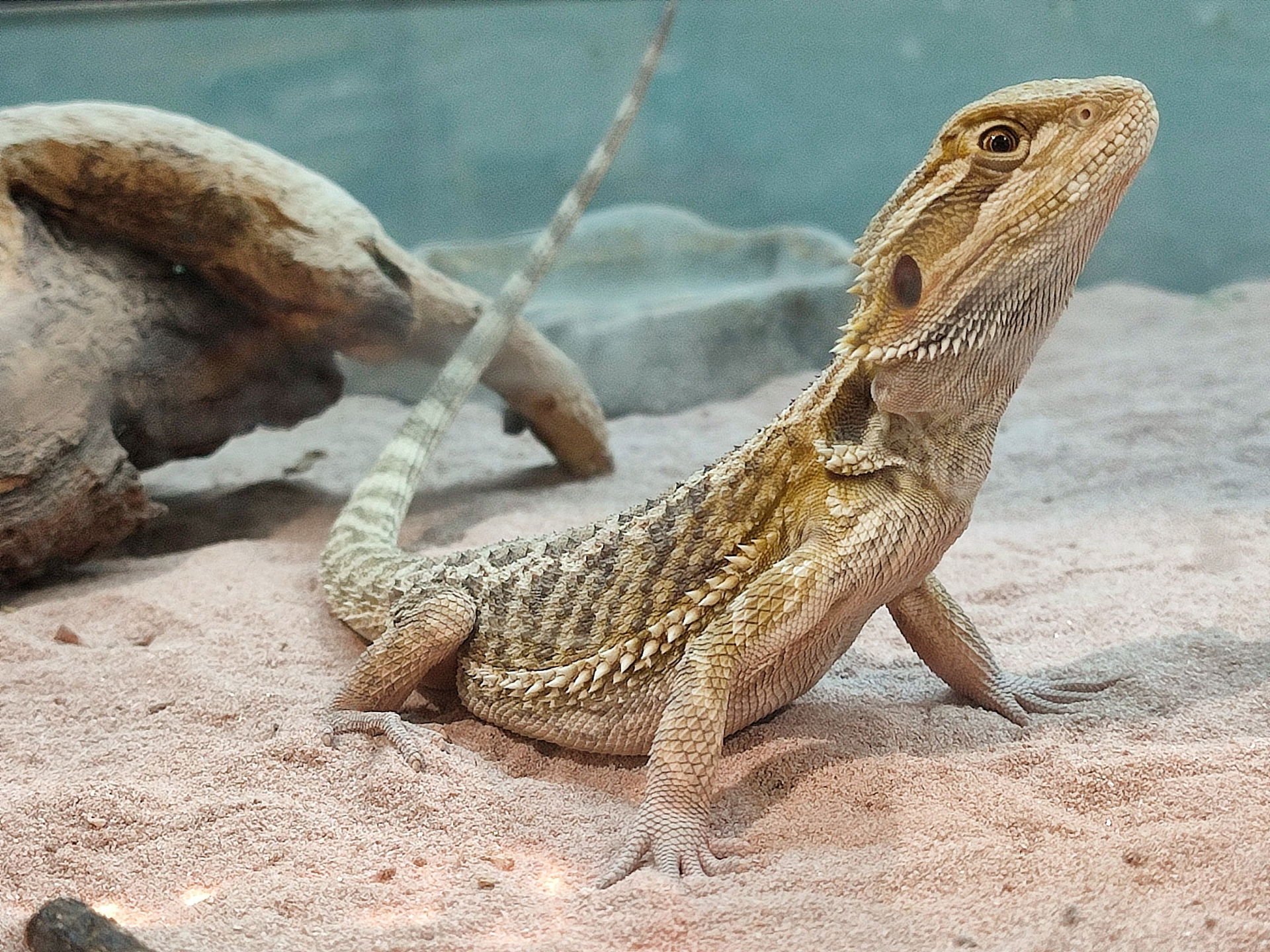 pogona lizard