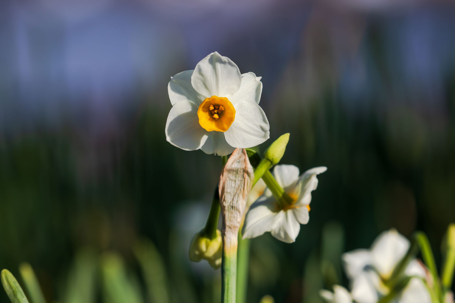 Flower of Narcissus tazetta at Nagai Park, Osaka, Japan.