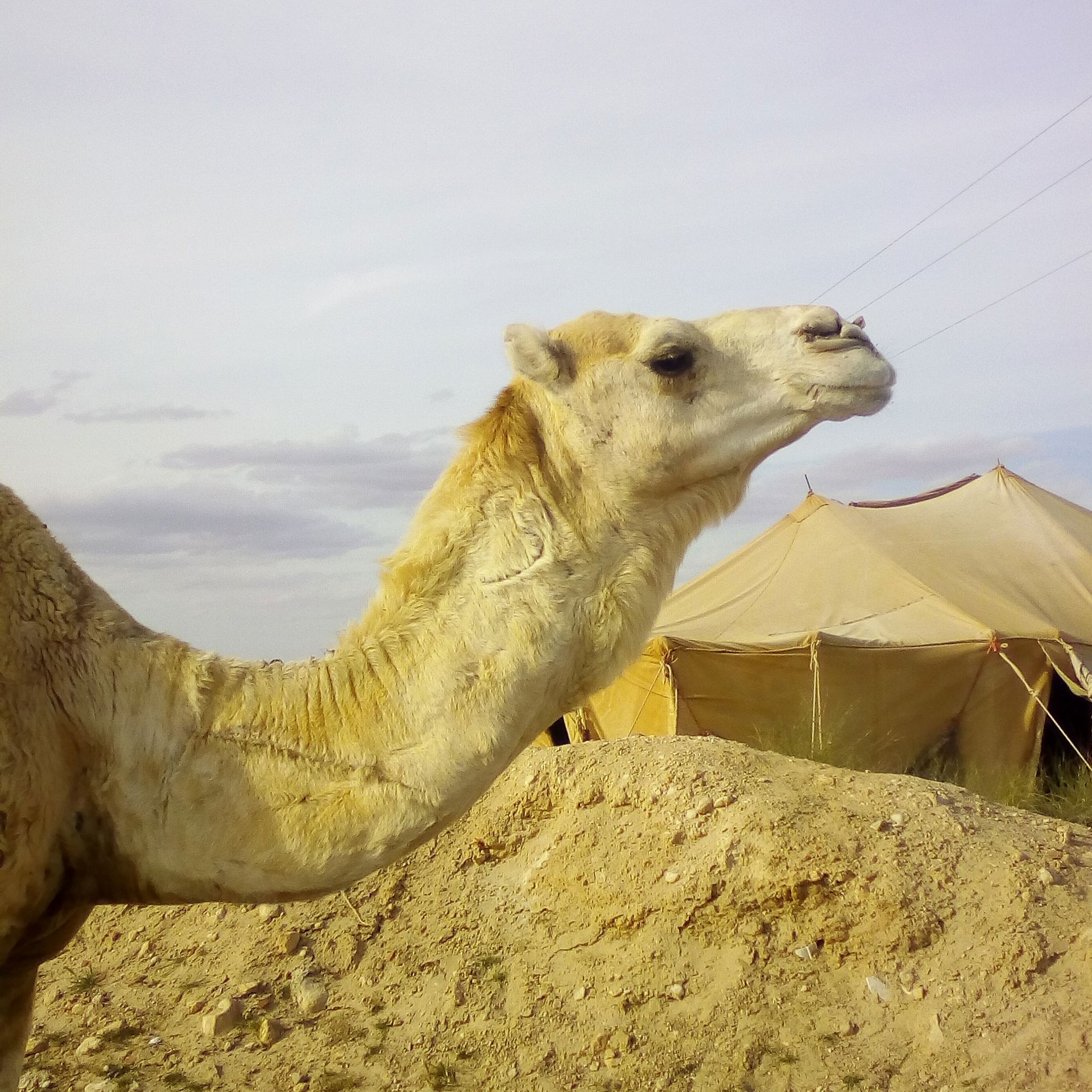 Chamel on the route N°17 from mecheria - Algeria