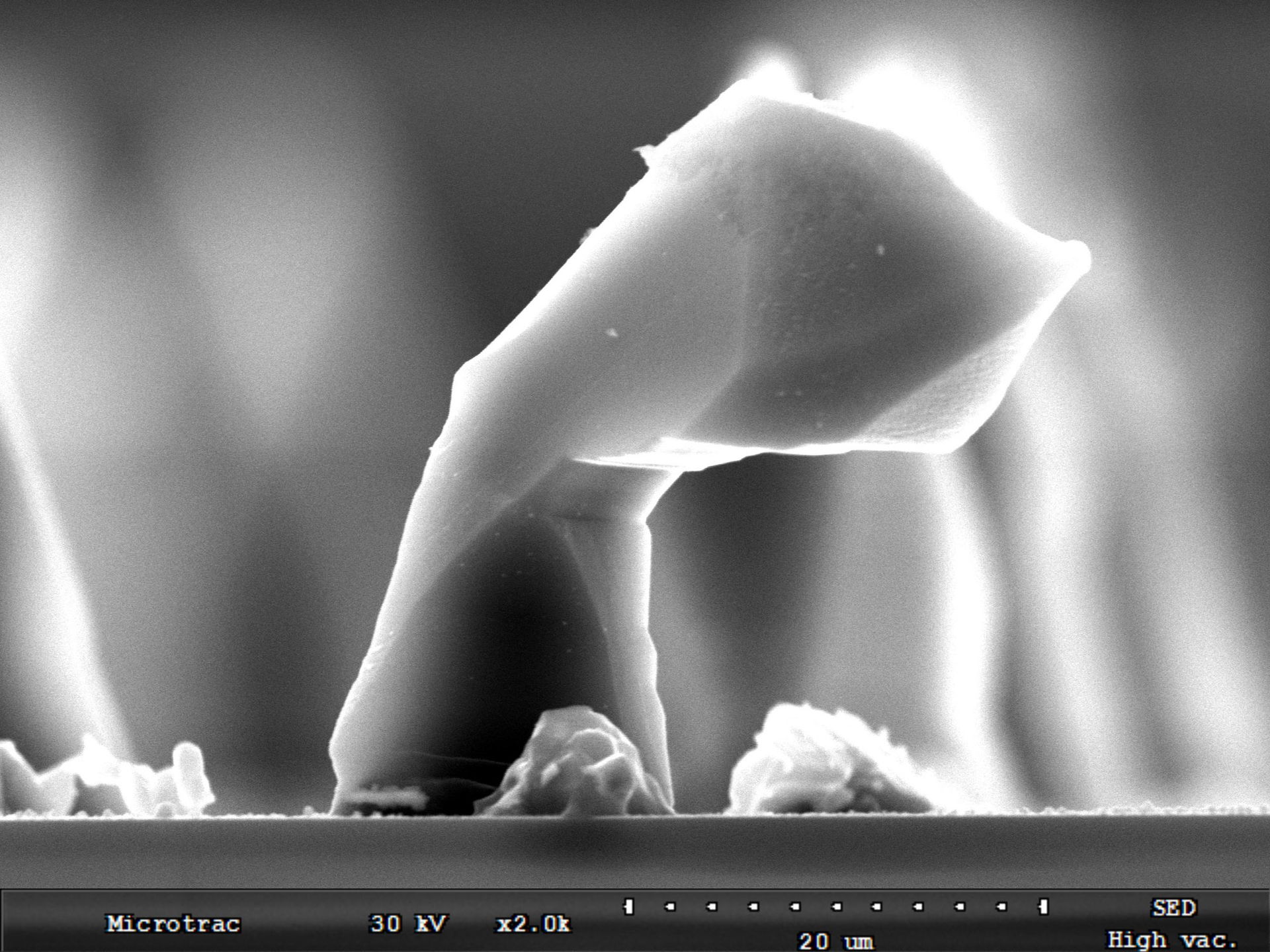Microsculpture of weasel, made of silicon.