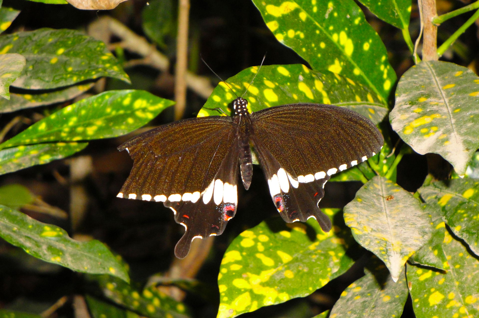 Unidentifying Butterfly in Jaintiapur Upazila