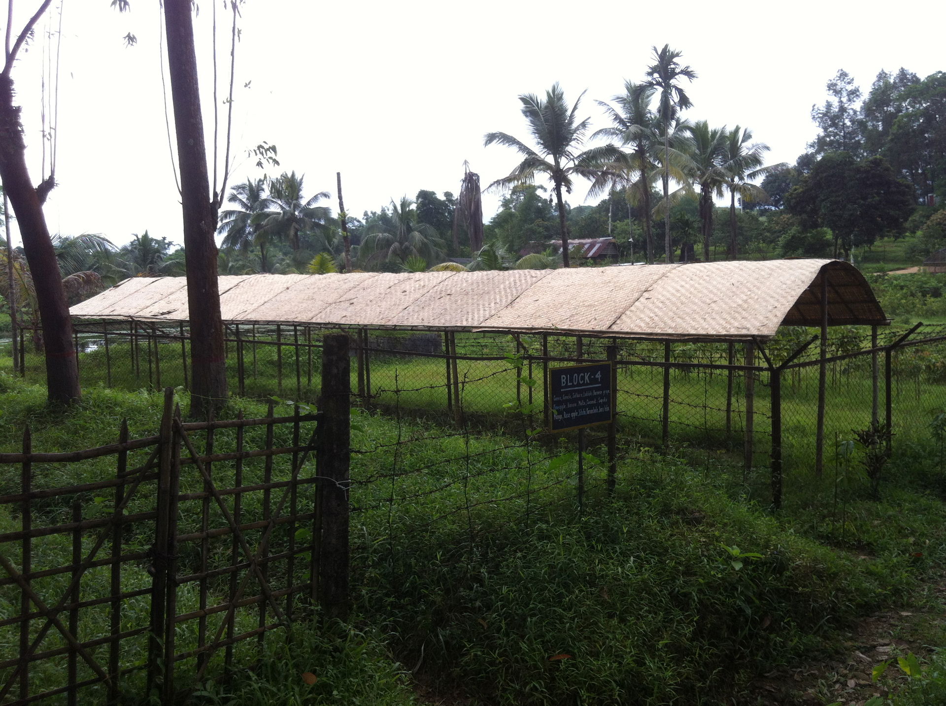 BLOCK-4 at Citrus Research Institute, Jaintapur, Sylhet