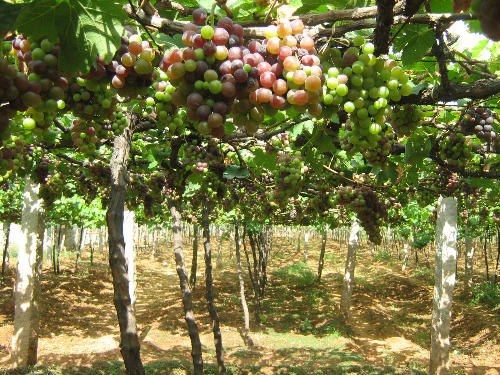 Wineyard at Cumbum, Tamilnadu