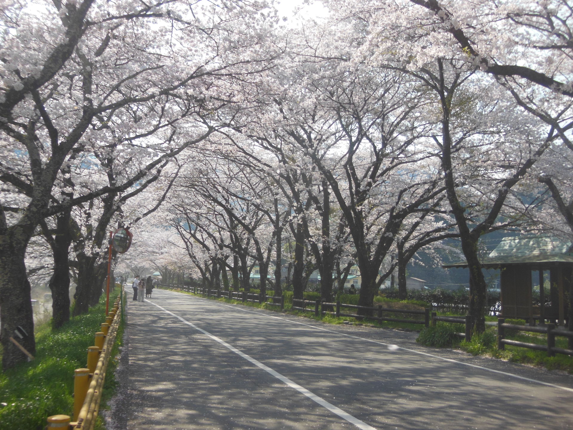 島田市川根桜トンネル