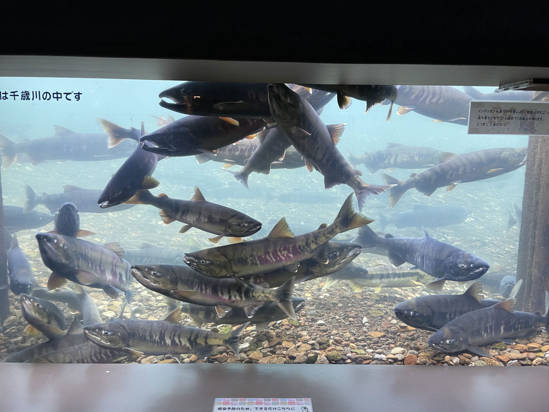 ja:サケのふるさと 千歳水族館の水中観察ゾーンから見るja:千歳川の水中とja:サケの群れ