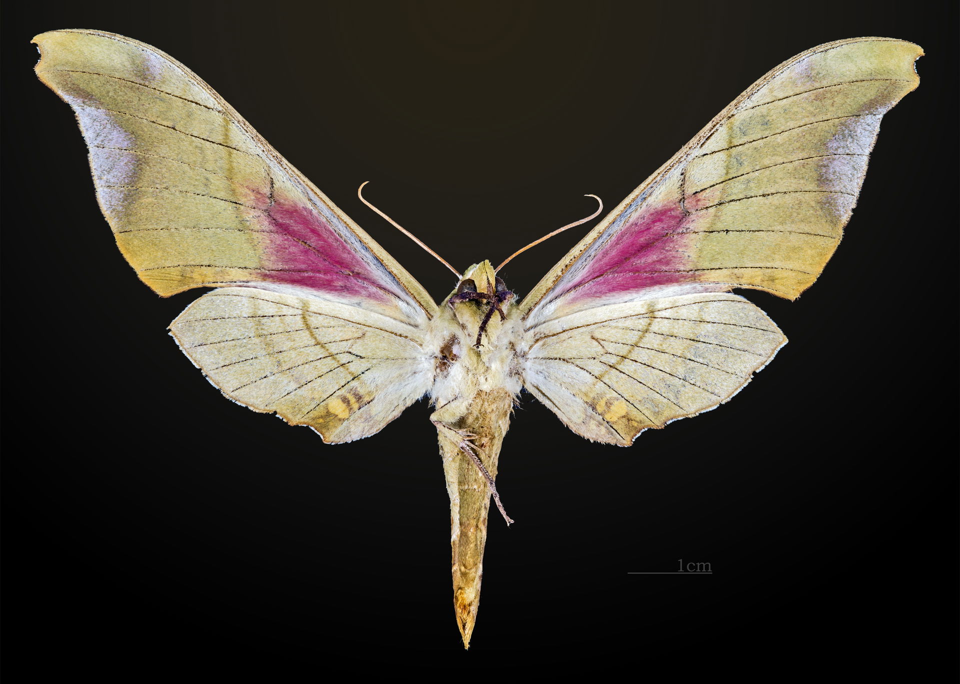 Adhemarius donysa - △ Ventral side
Collection of the Mathemati…