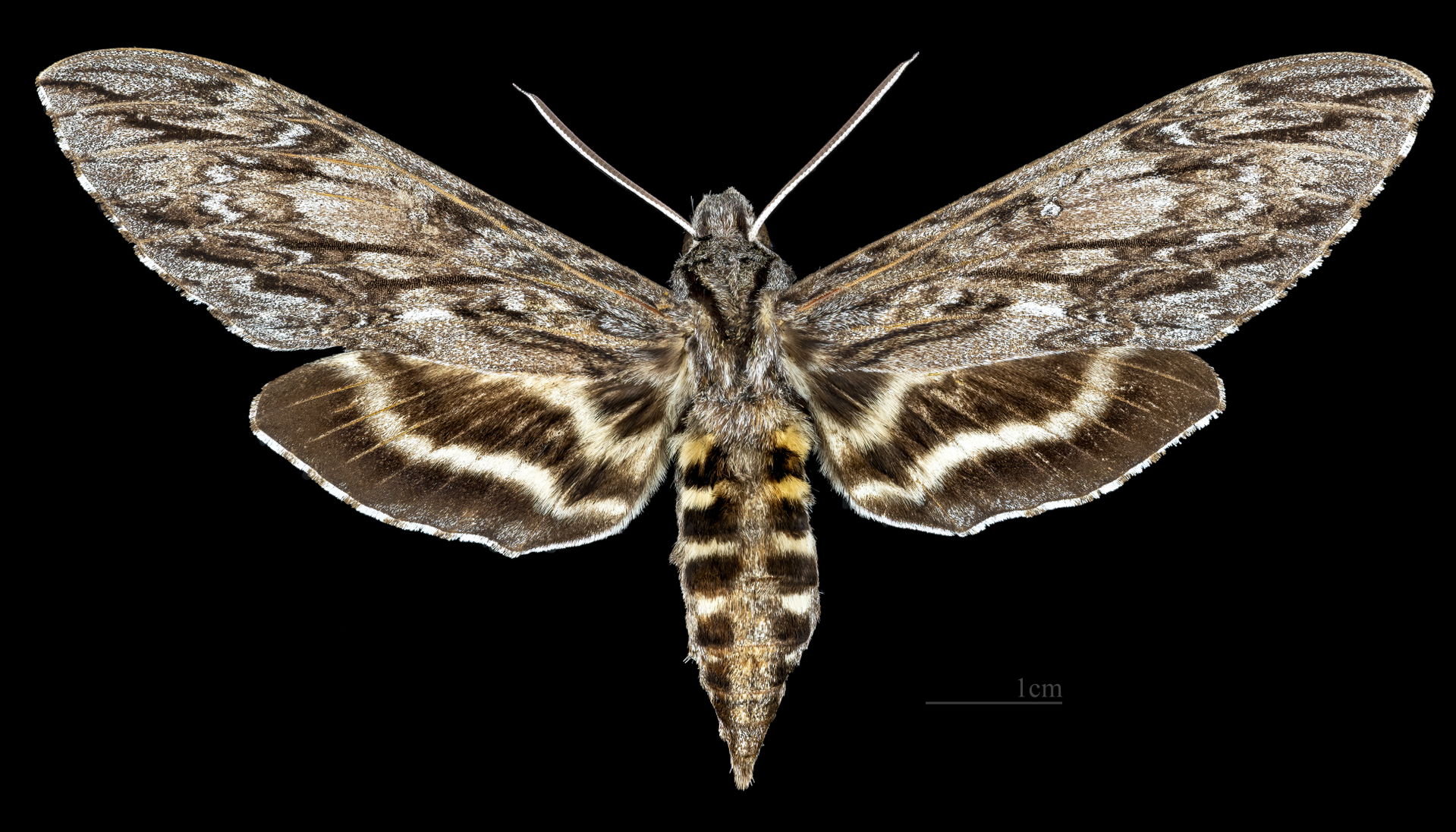 Lintneria praelongus - Dorsal side