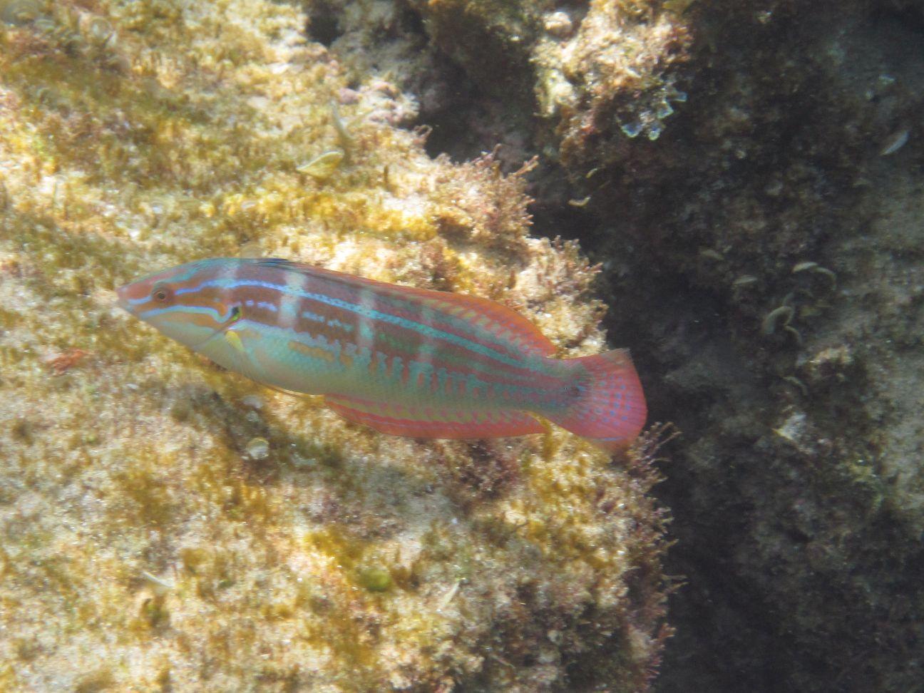 Photo of Spot-tail Wrasse uploaded from iNaturalist.
