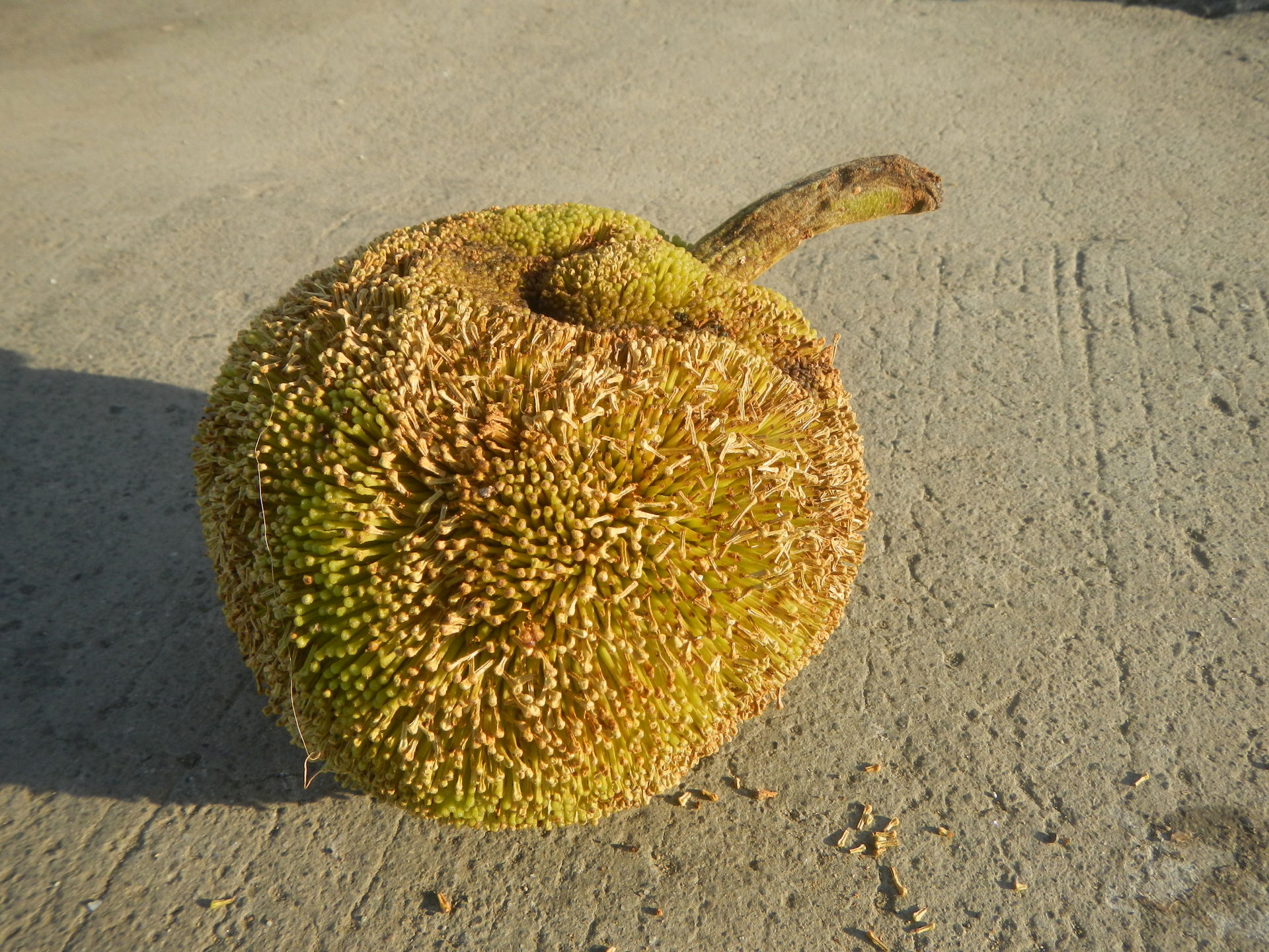 Marang (Philippines) Artocarpus odoratissimus taken in Binang 2…