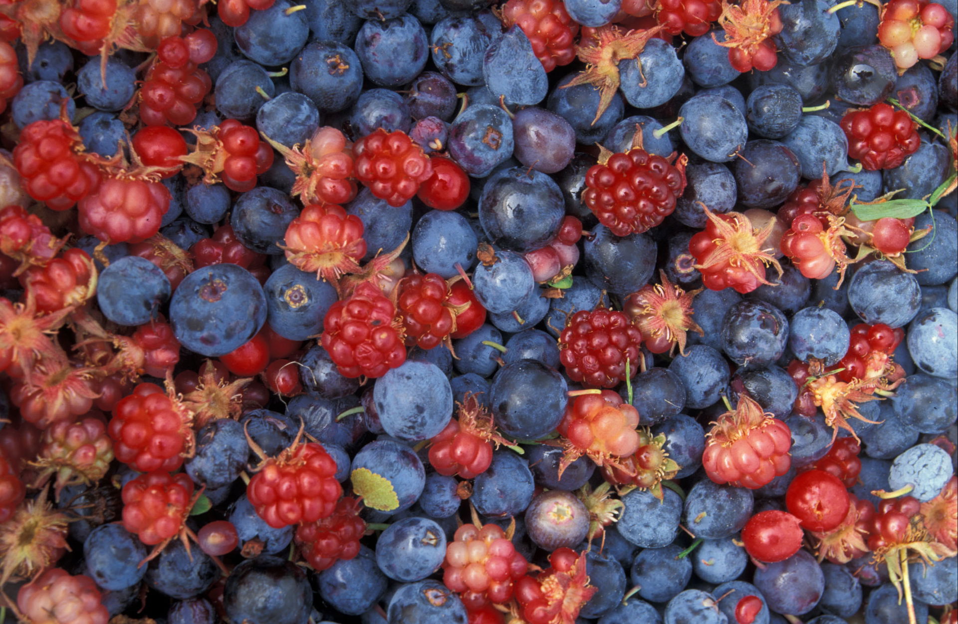 Alaska wild berries from the Innoko National Wildlife Refuge.
