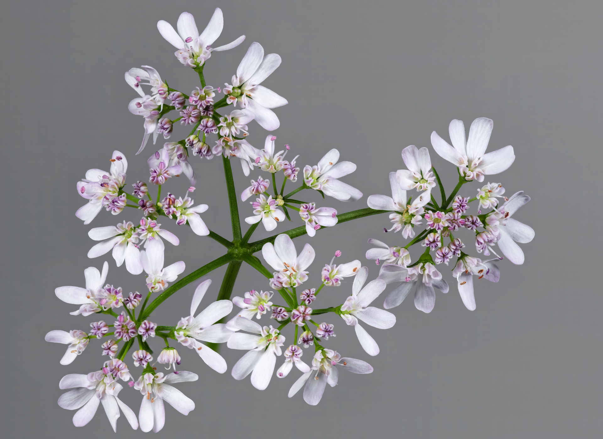 Coriandrum sativum - inflorescence