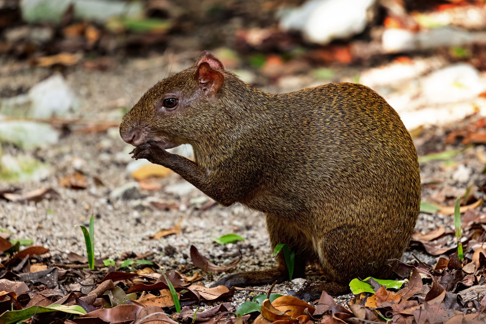An Agouti Foraging In Tulum, MX