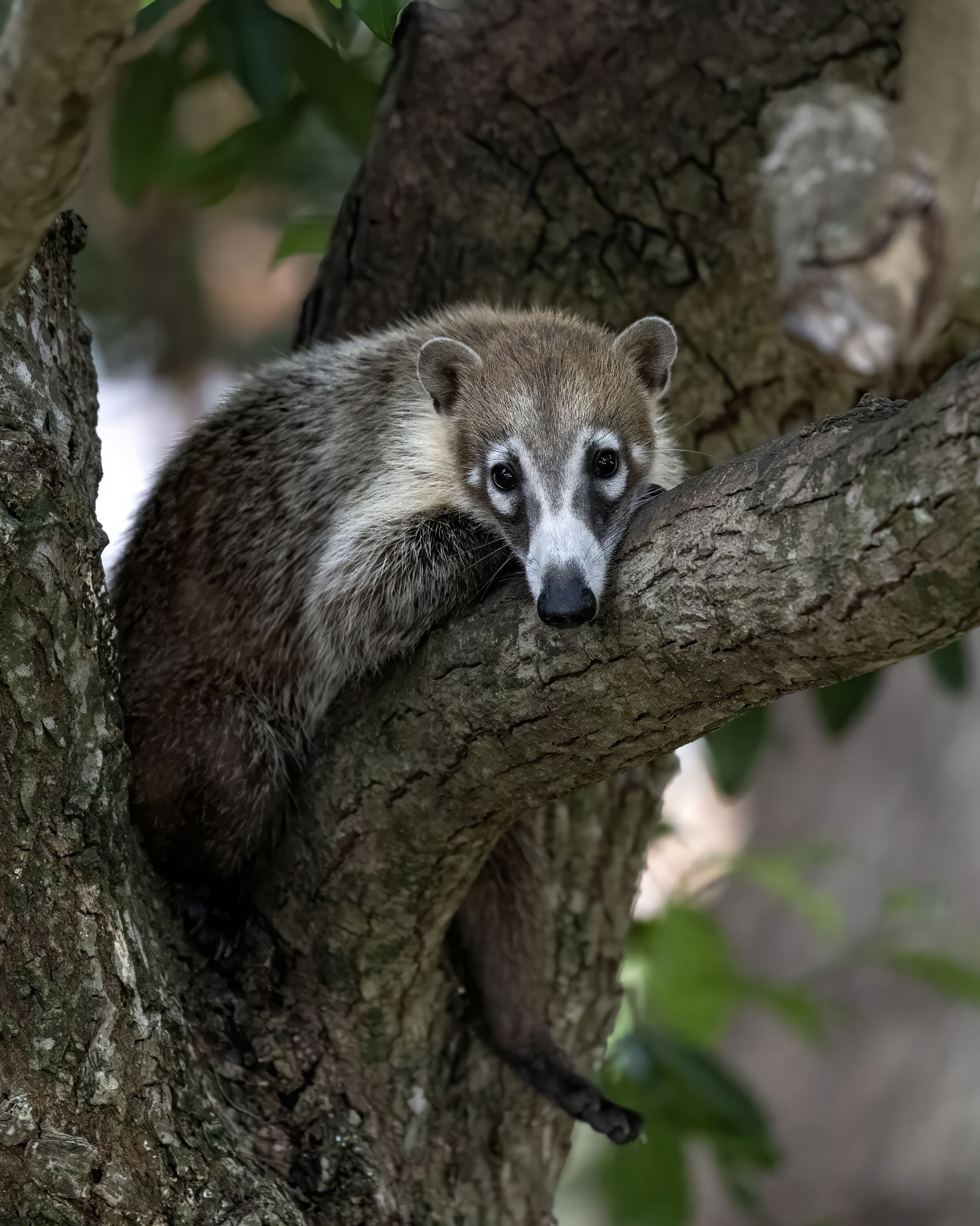 A Coati in a tree in Tulum, MX.