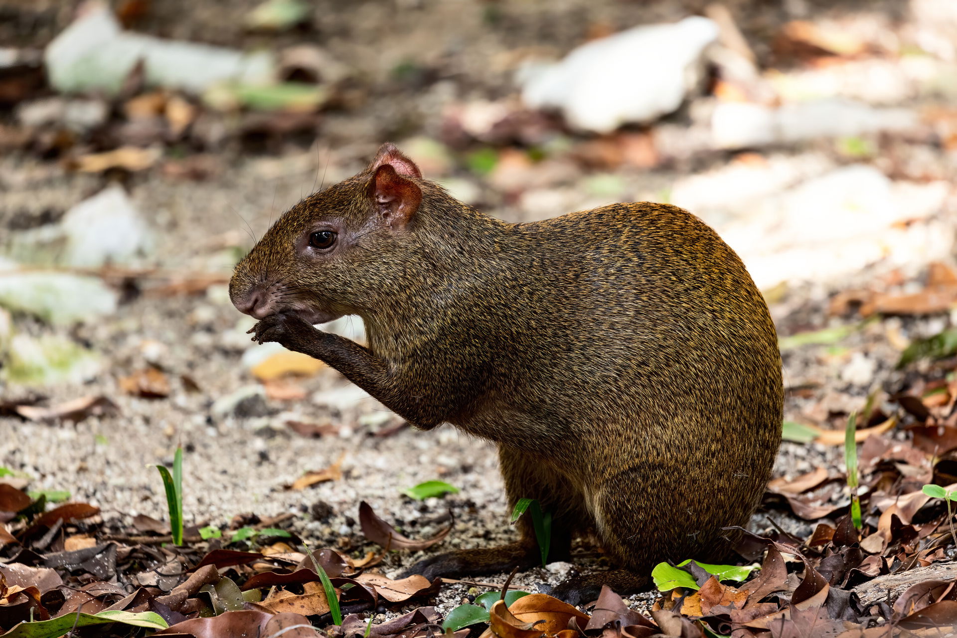 An agouti forages in Tulum.