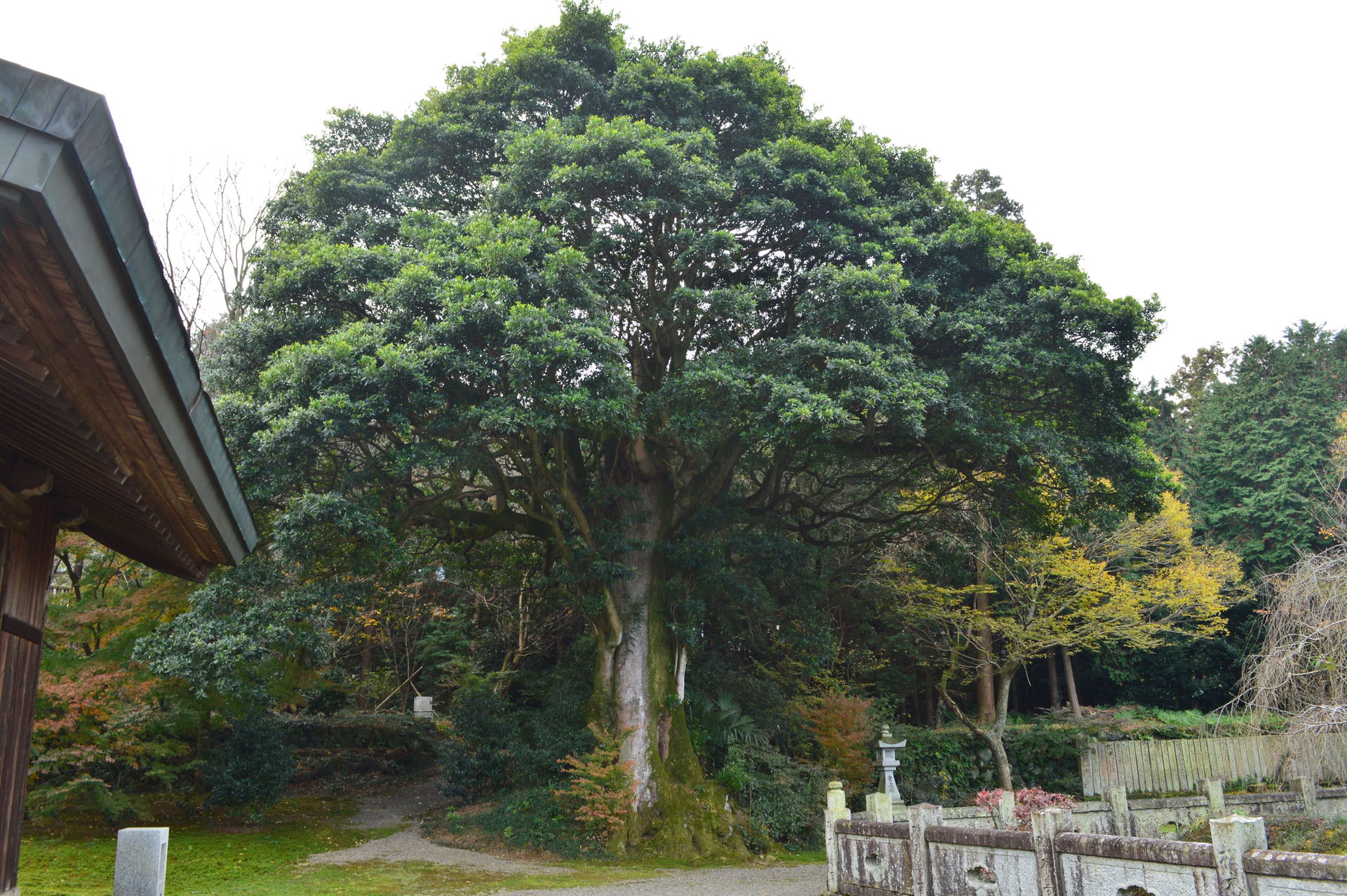 村山神社 (四国中央市) タブノキ