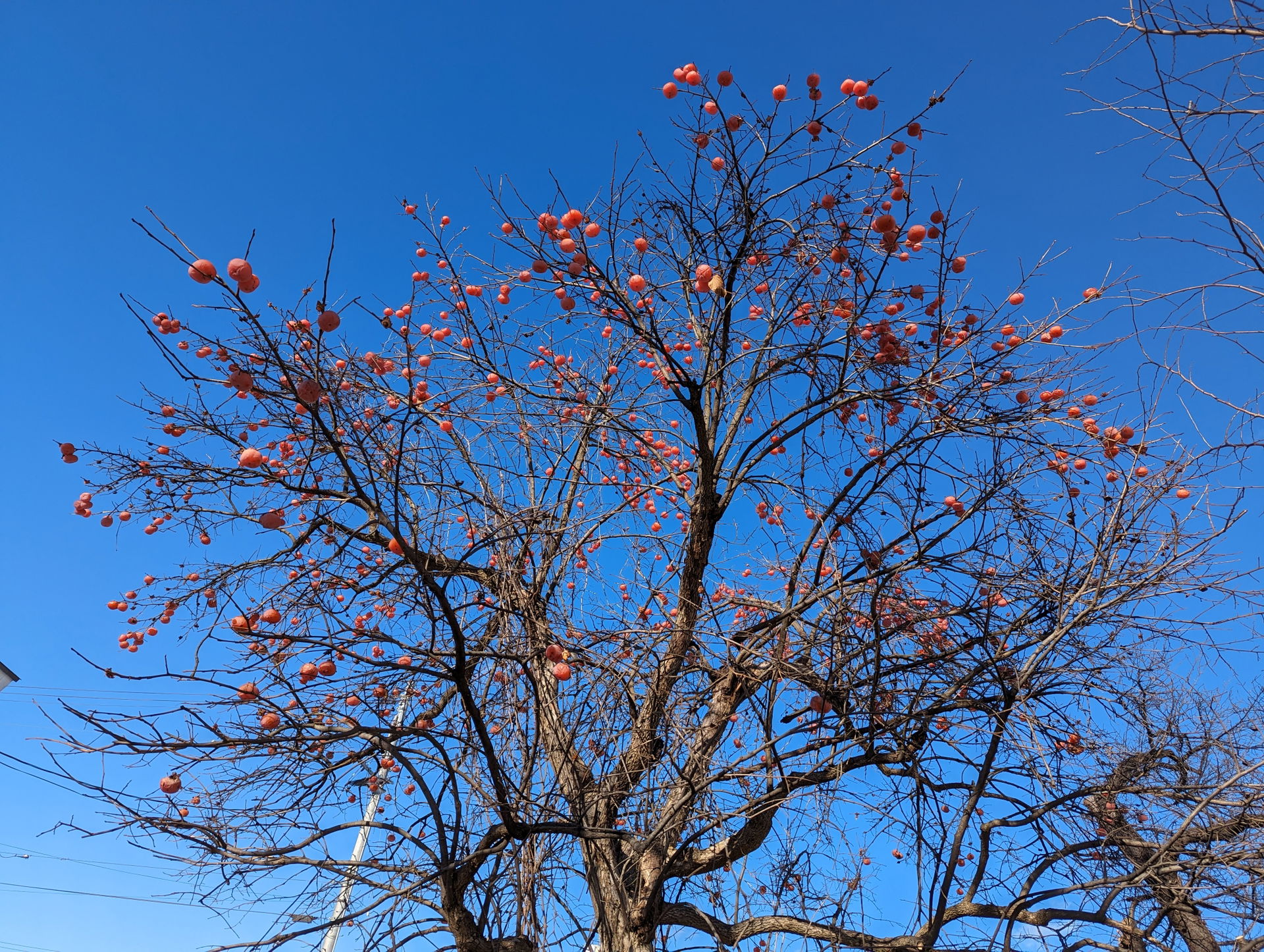 January 2024, Yonezawa views