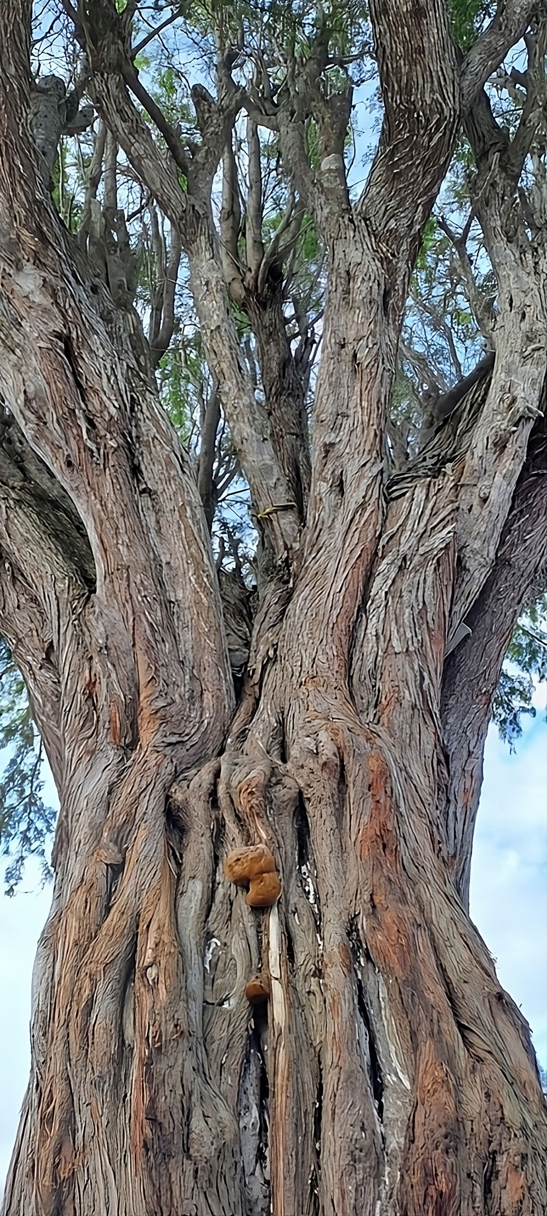 View up at a gymnosperm tree showing the trunk and the leaves a…