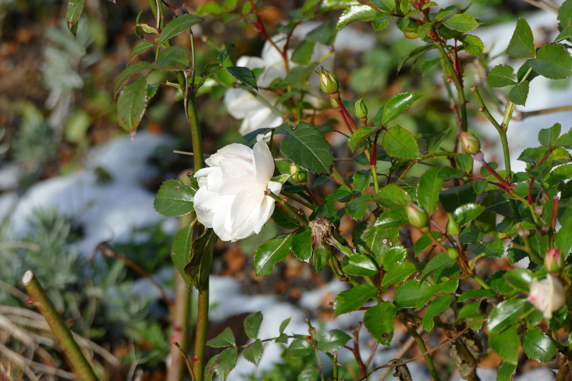 A rose end of November in Bad Waldsee, Baden Württemberg, near …