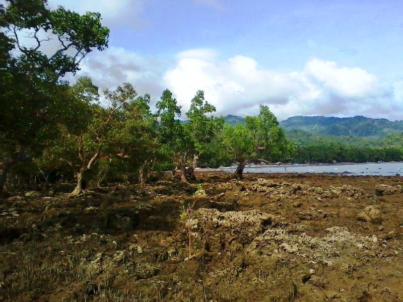 The mangrove area of Barangay Bonawon