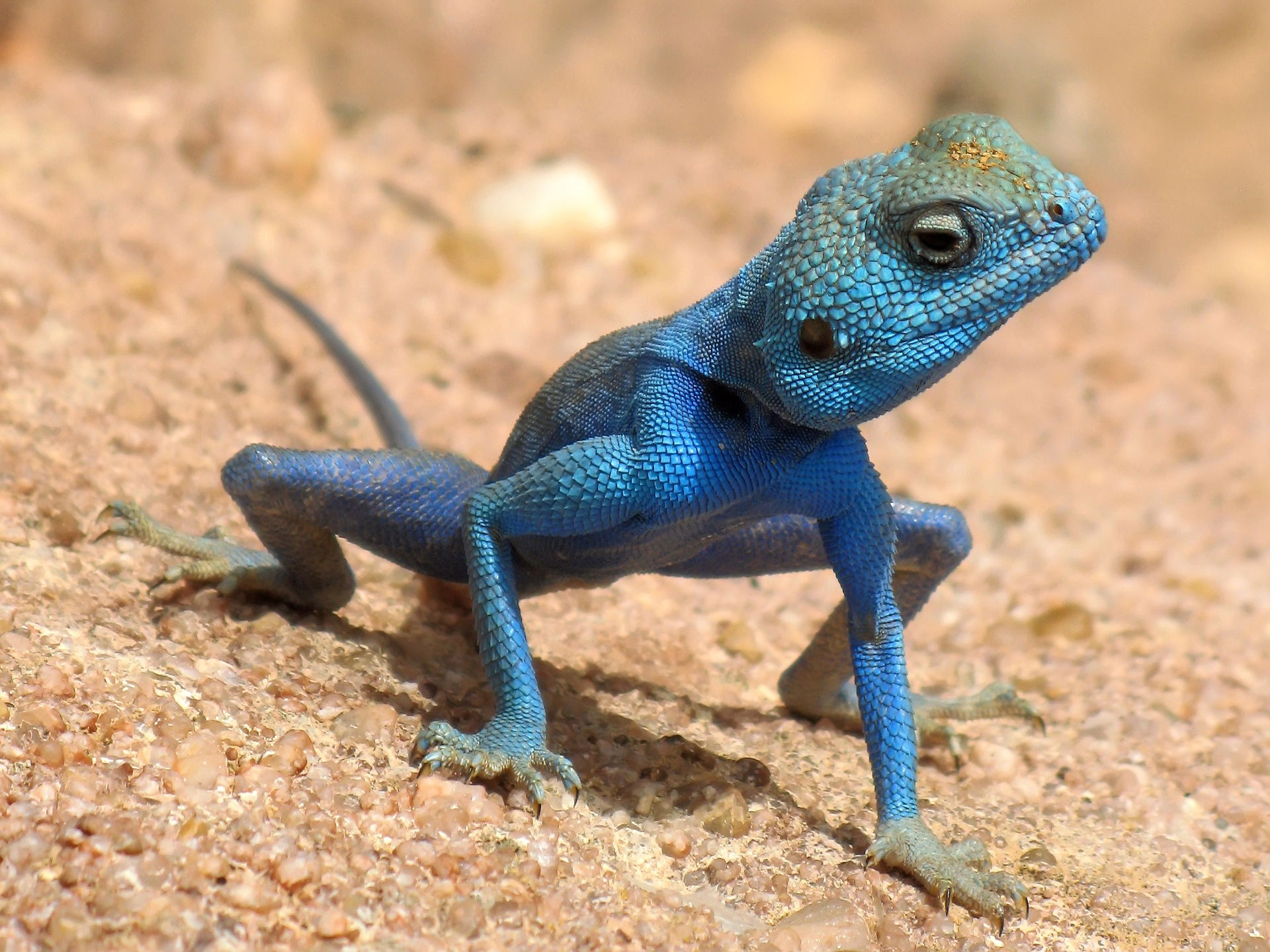 Male Agama sinaita, Jordan. This species is common in deserts a…