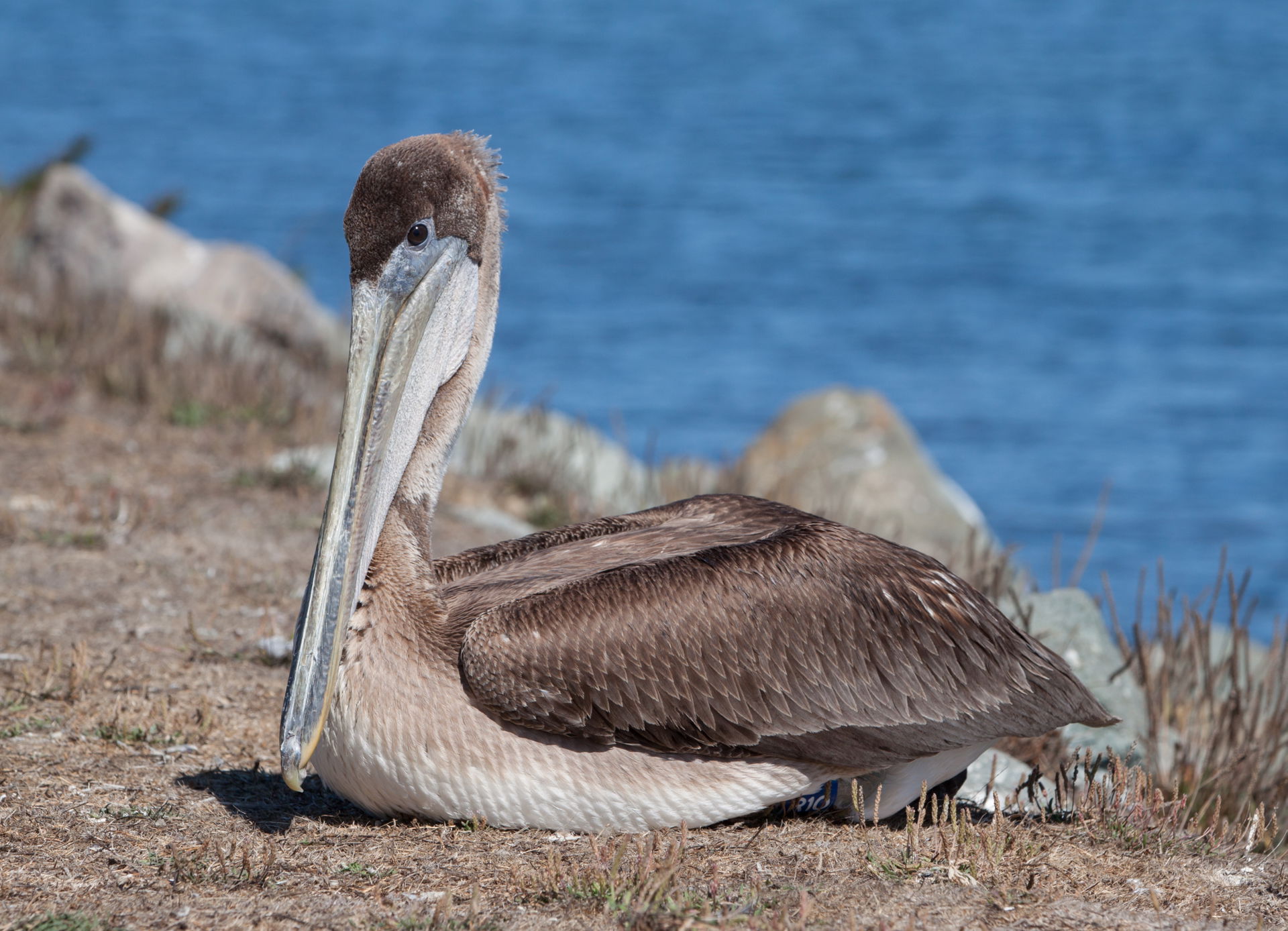 Juvenile Brown Pelican (Pelecanus occidentalis) at Bodega Harbo…