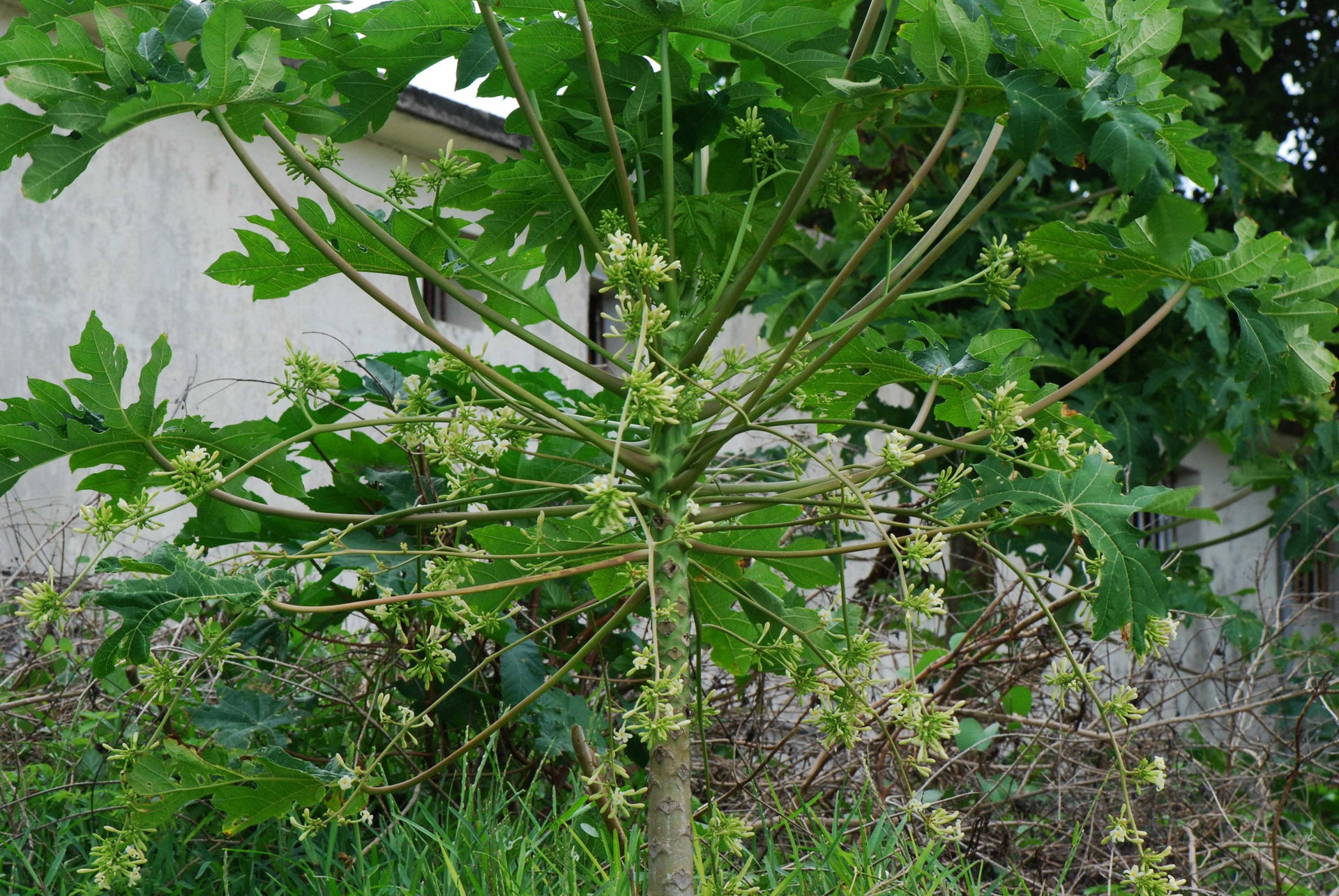 Carica papaya, papayer mâle, Grand Gaube, Ile Maurice