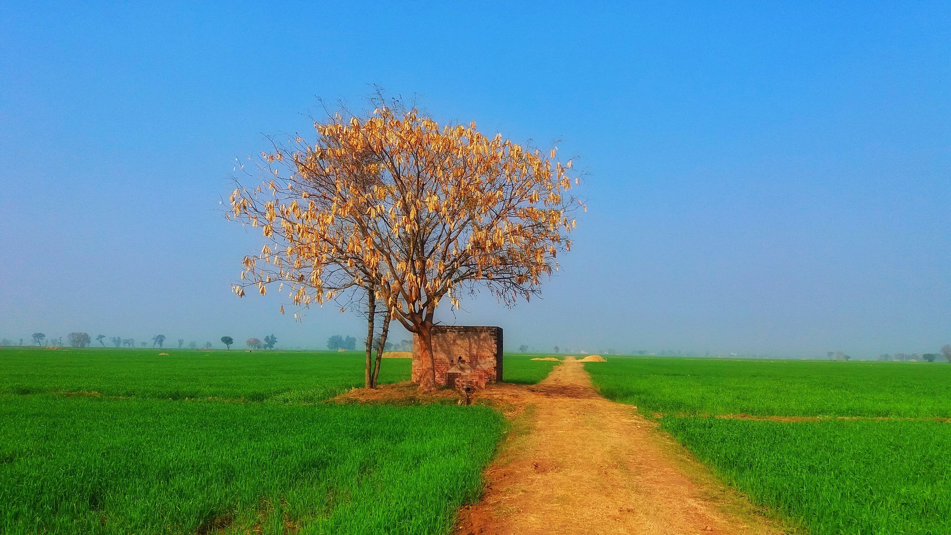 Landscape in Bhureke, Tehsil Pasrur, District Sialkot, Punjab, …