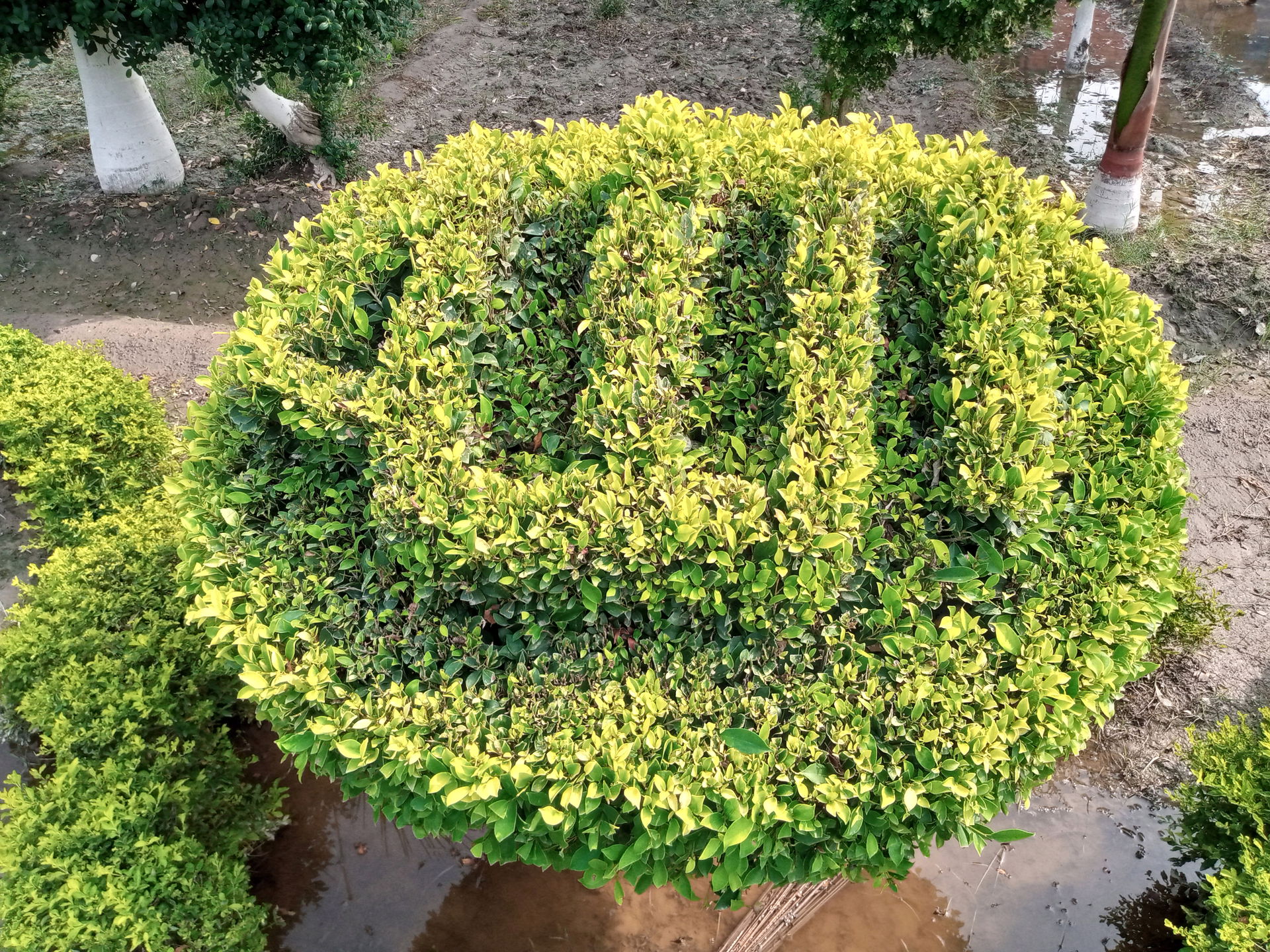 Plant has been trimmed and written the word Allah (Name of God …