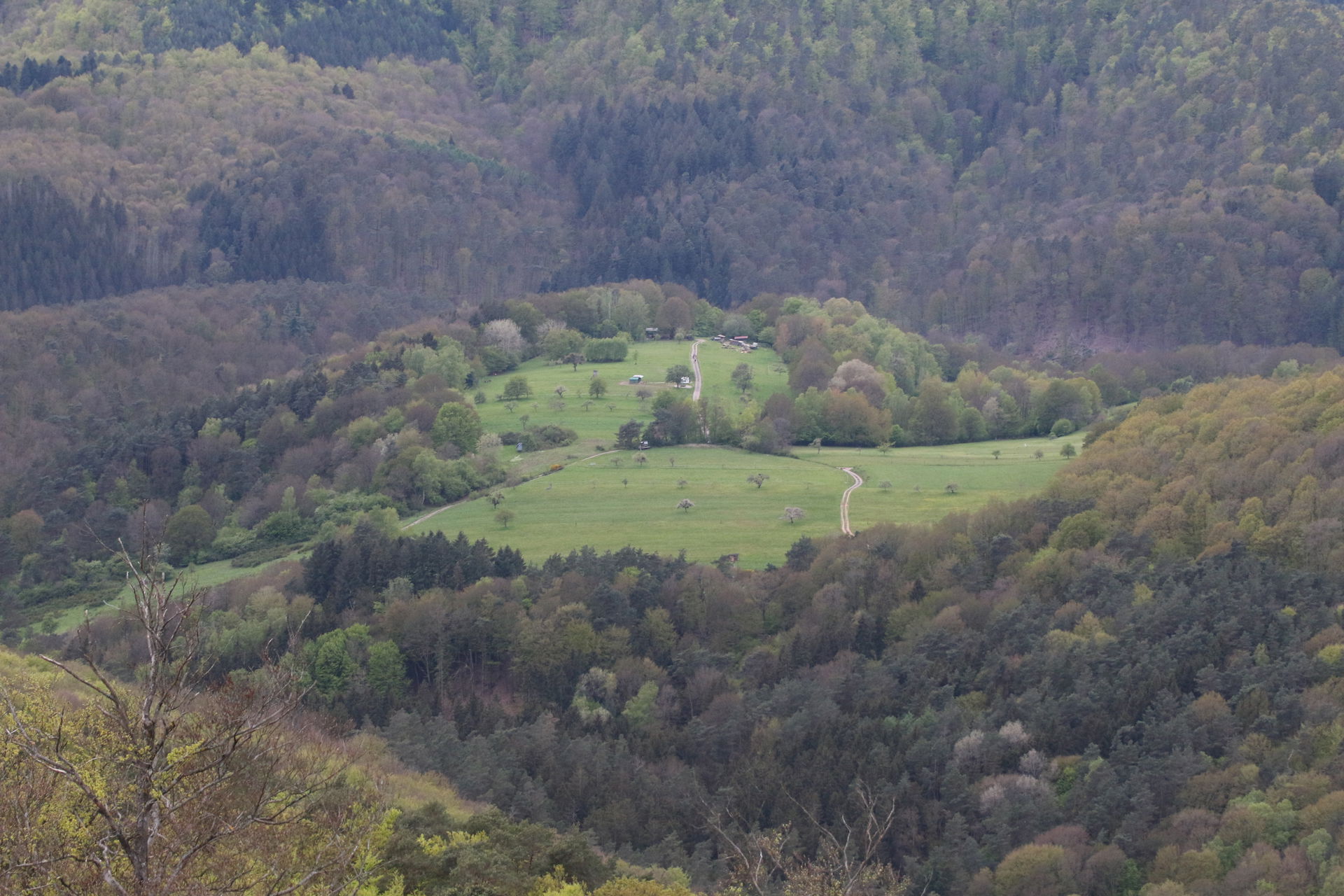 Prairie au-dessus de Hirschthal depuis le château de Hohenbourg…