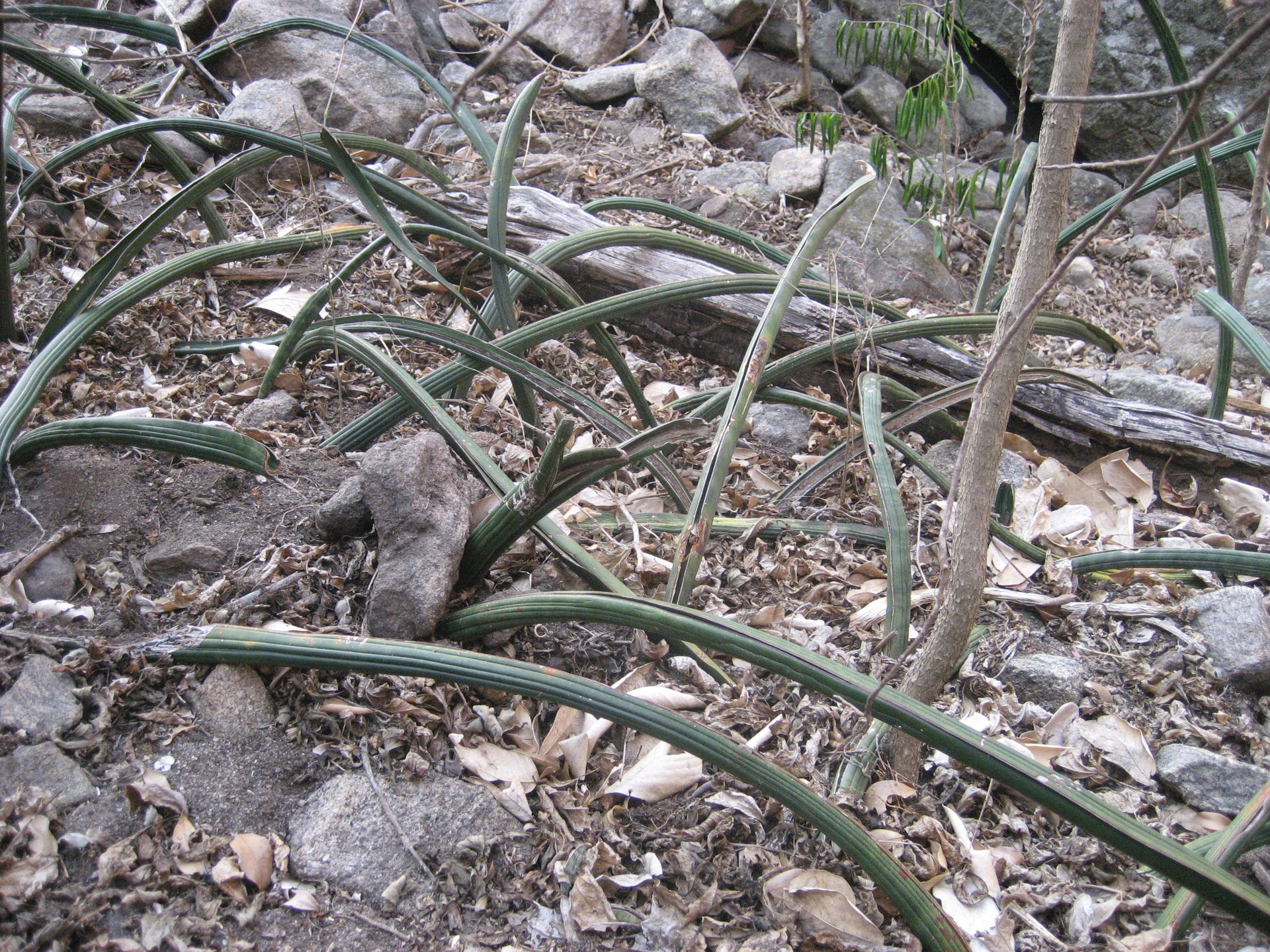 Not sure what this is. A population of Sansevieria in the footh…