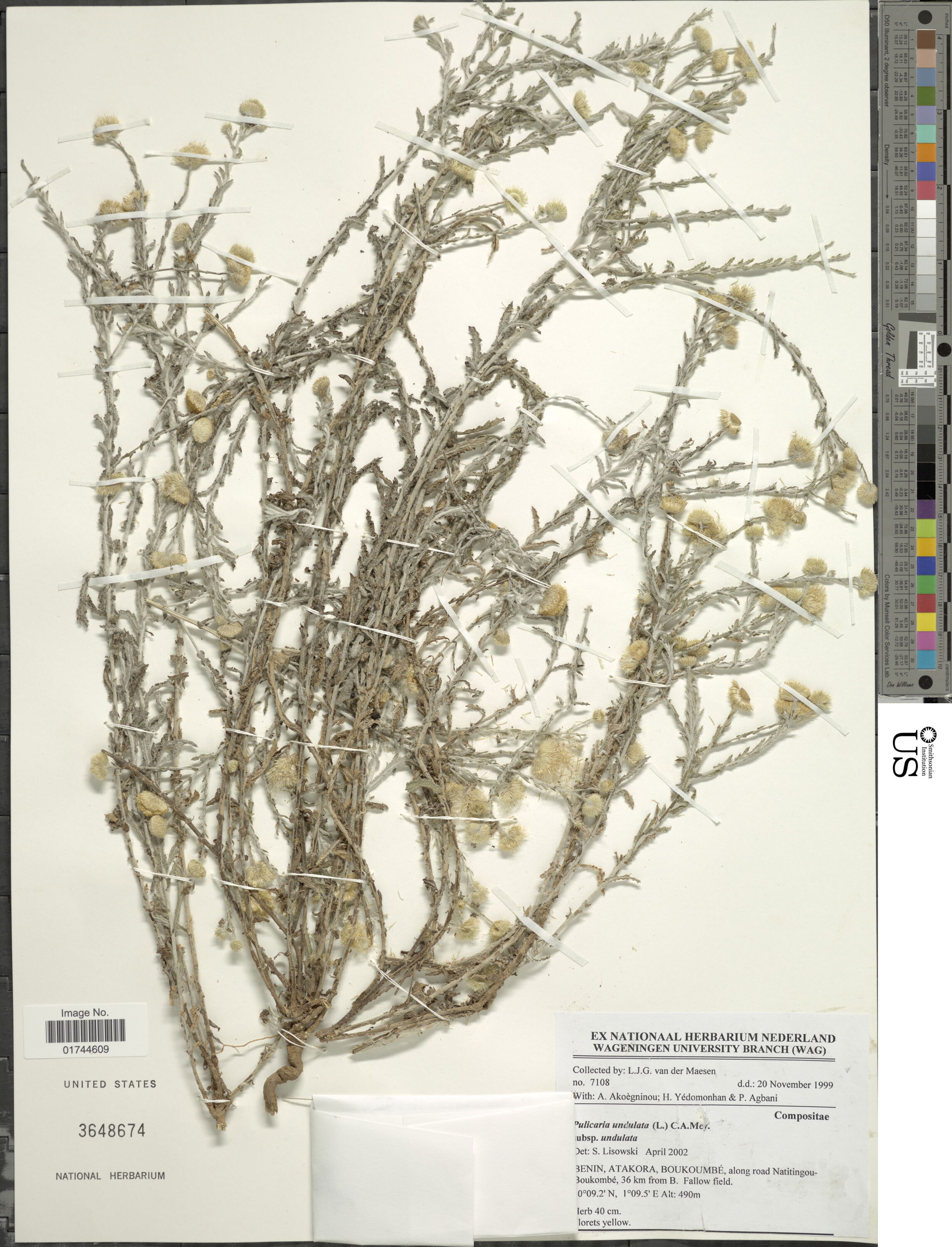 *Pulicaria undulata
Object Details
Biogeographical Region
22 - …