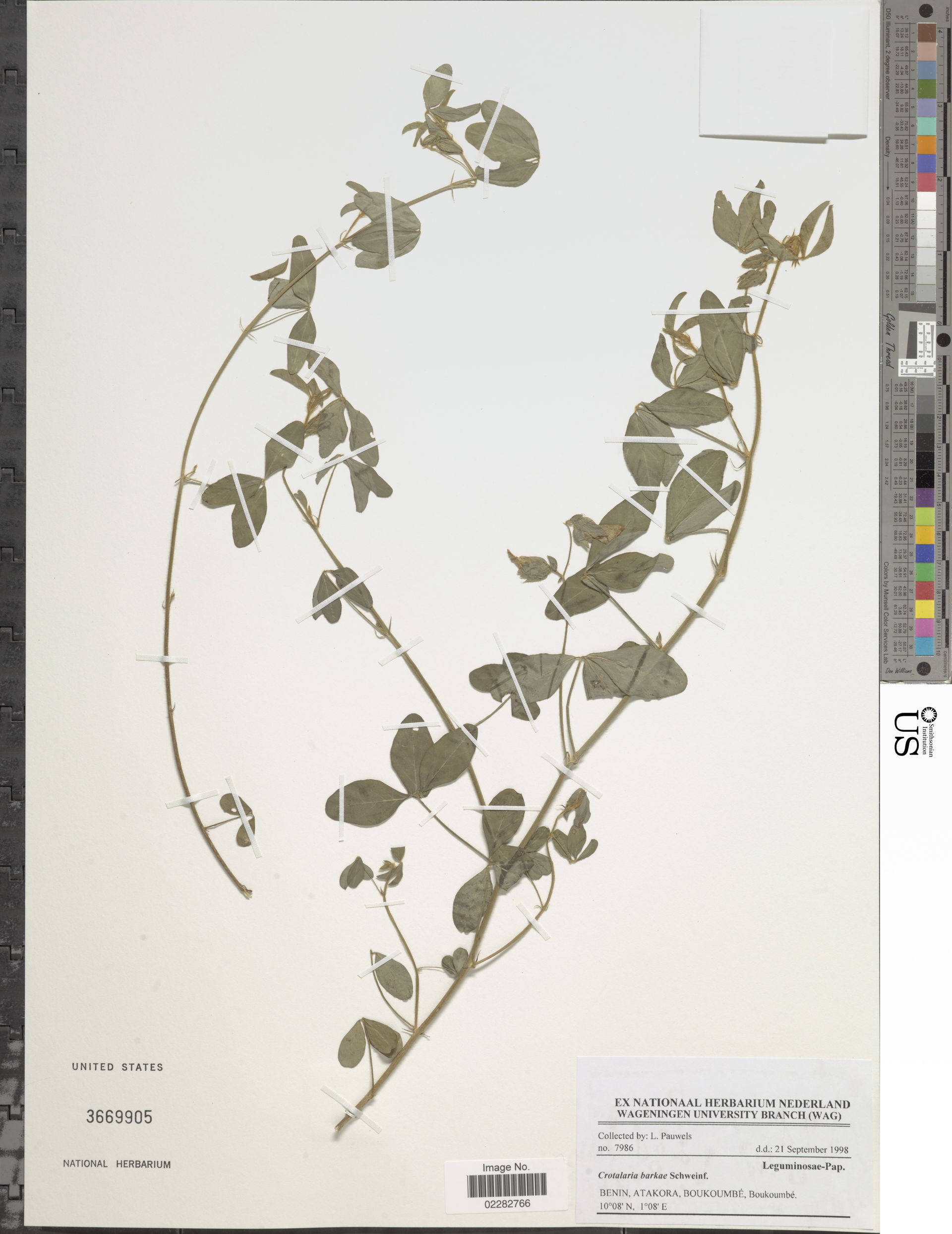 *Crotalaria barkae Schweinf.
Object Details
Biogeographical Reg…