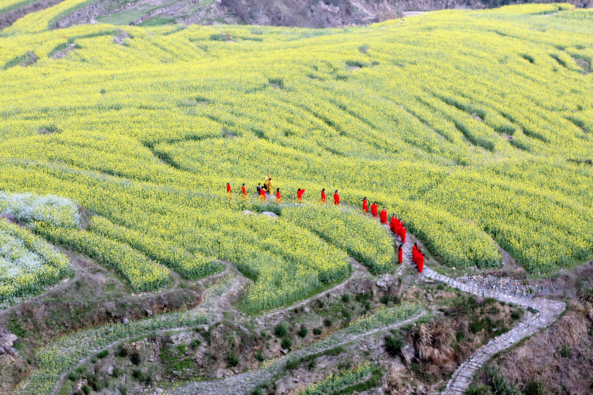 Women in Han-fu dress walking through rapeseed fields in Longqu…