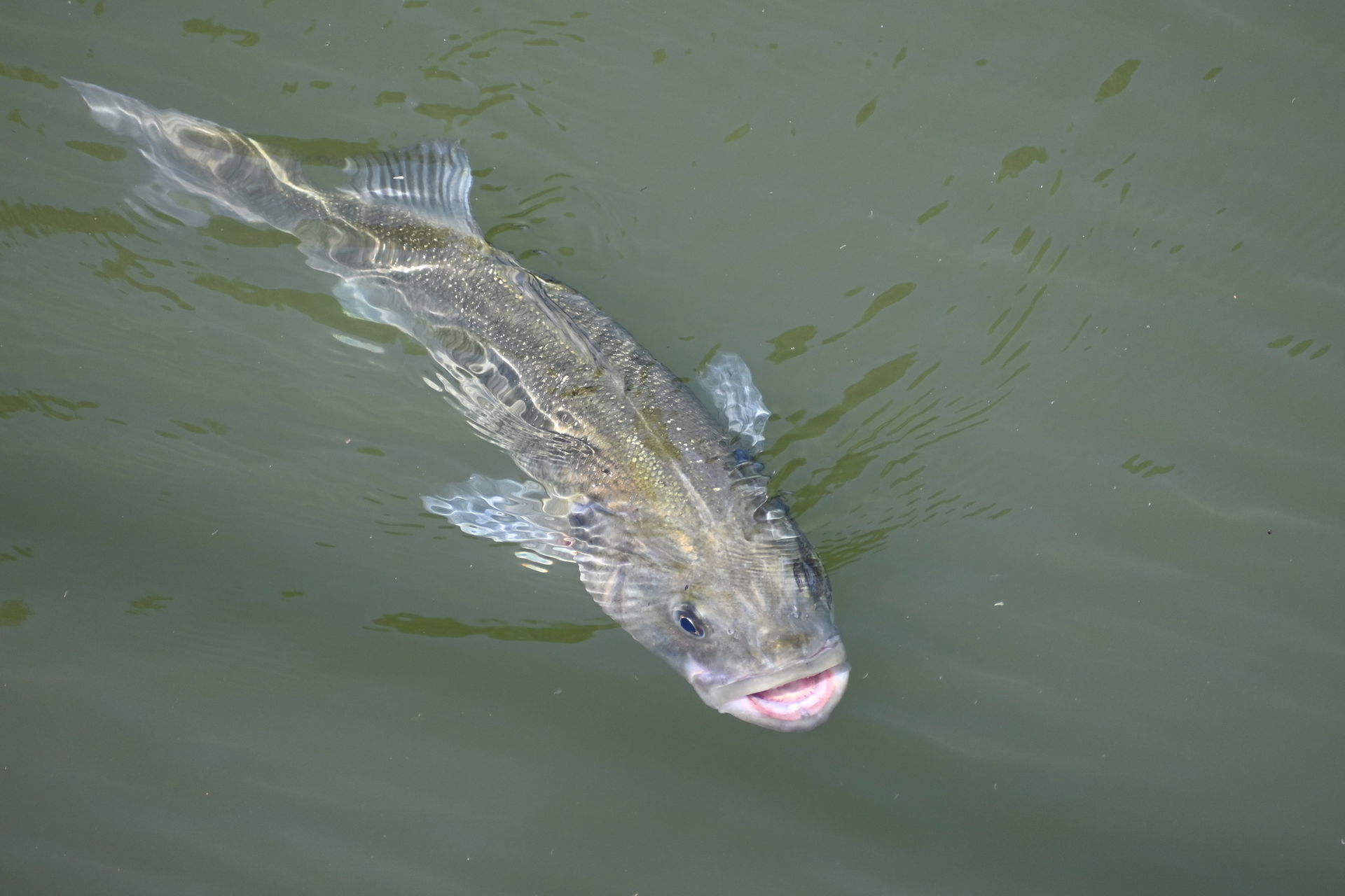 European Seabass (Dicentrarchus labrax)