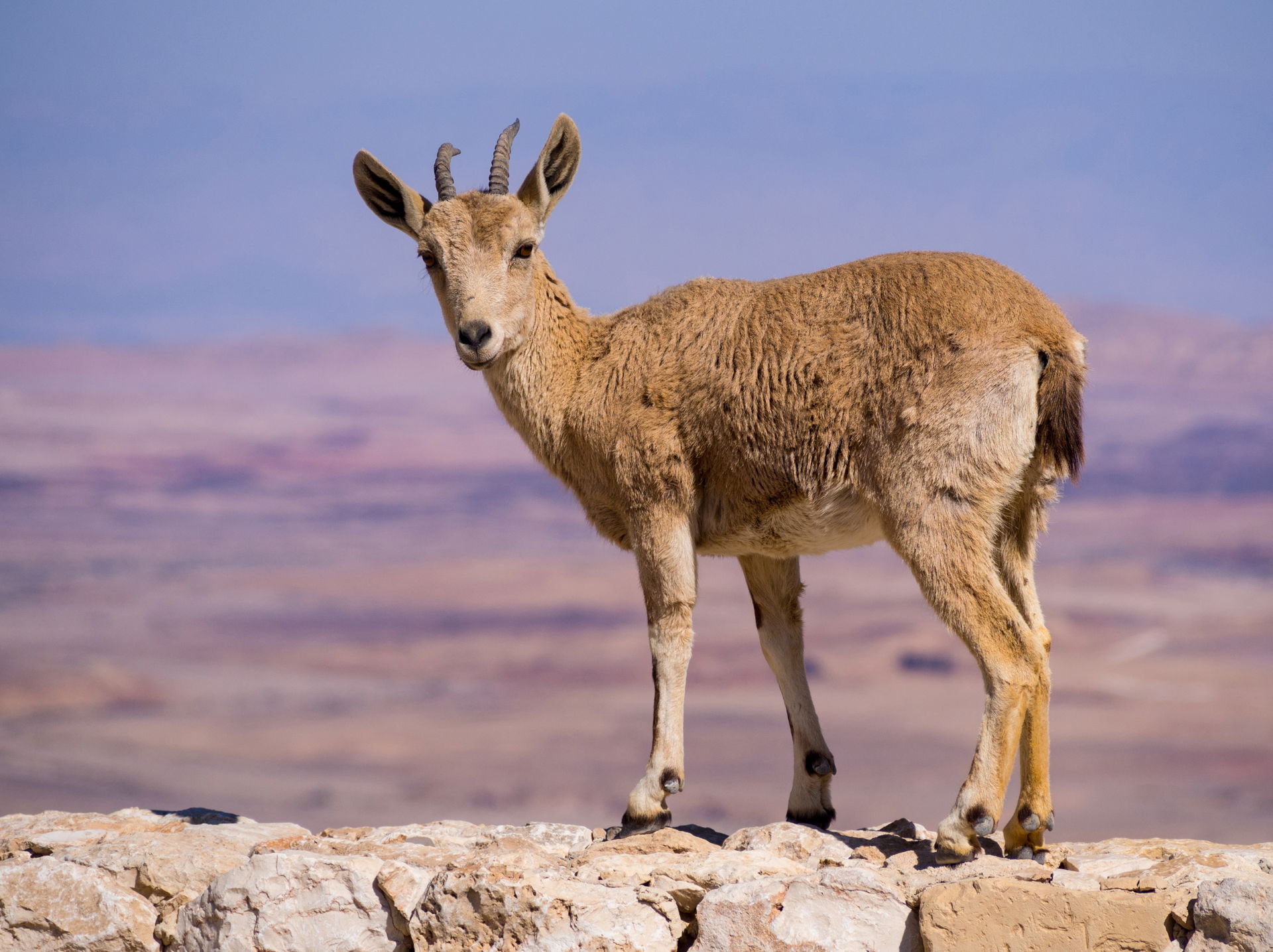 Young Nubian ibex (Capra nubiana) on a stone wall by the cliff …