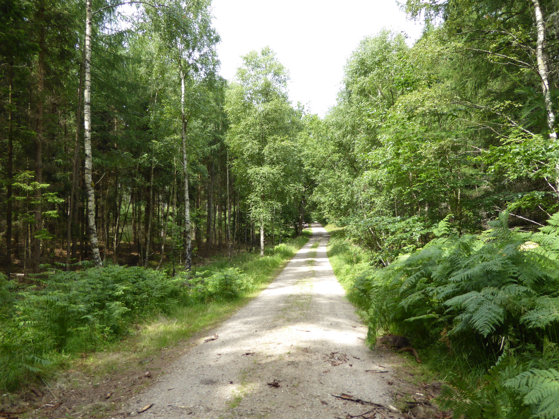 The path between Nødebo and Ottevejskrydset in Gribskov, Denmark