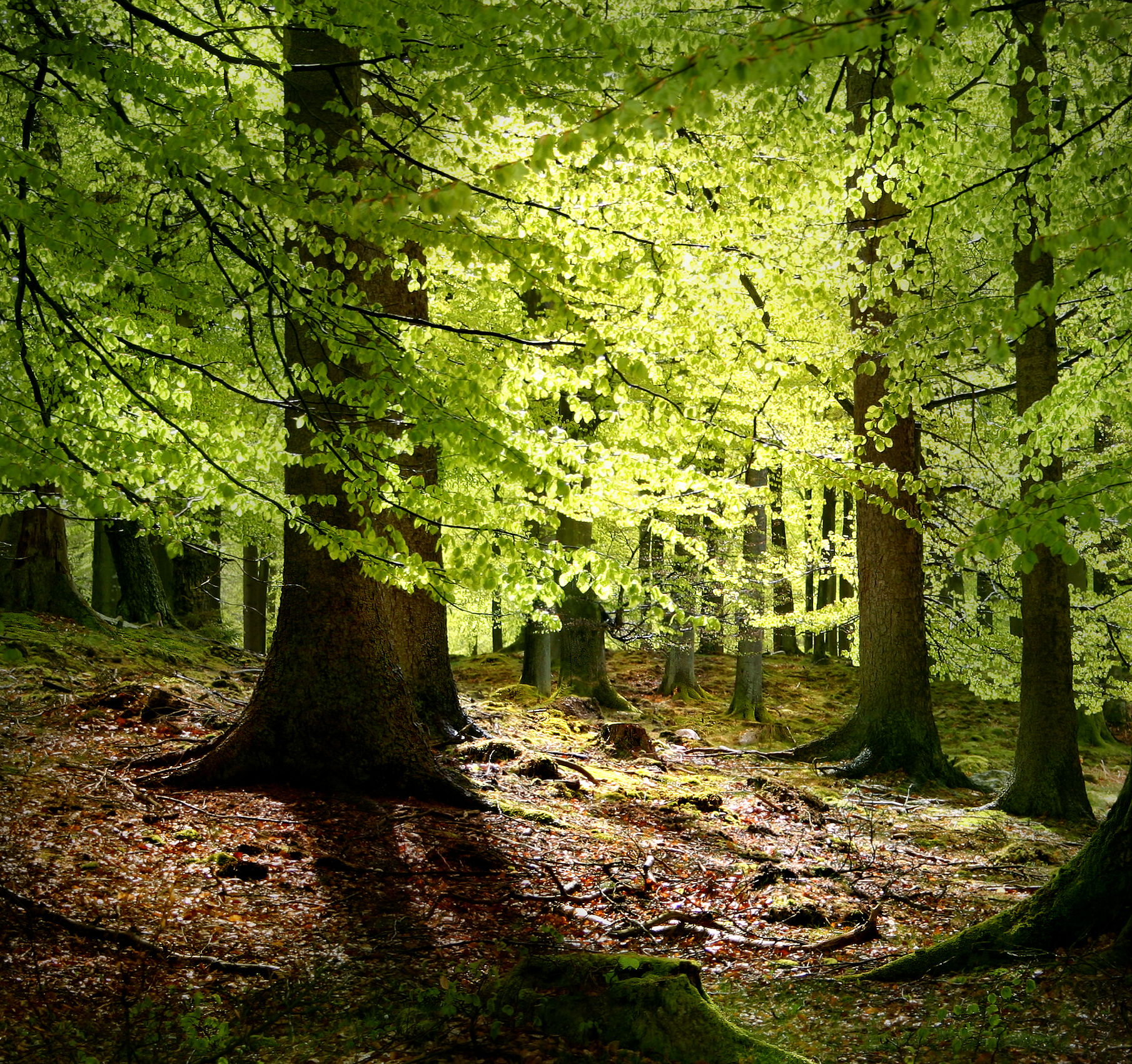 New beech leaves, Gribskov Forest in the northern part of Seala…