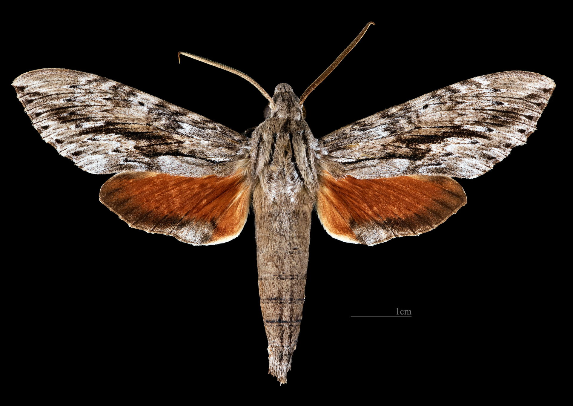 Erinnyis yucatana - Dorsal side
Collection of the Mathematician…