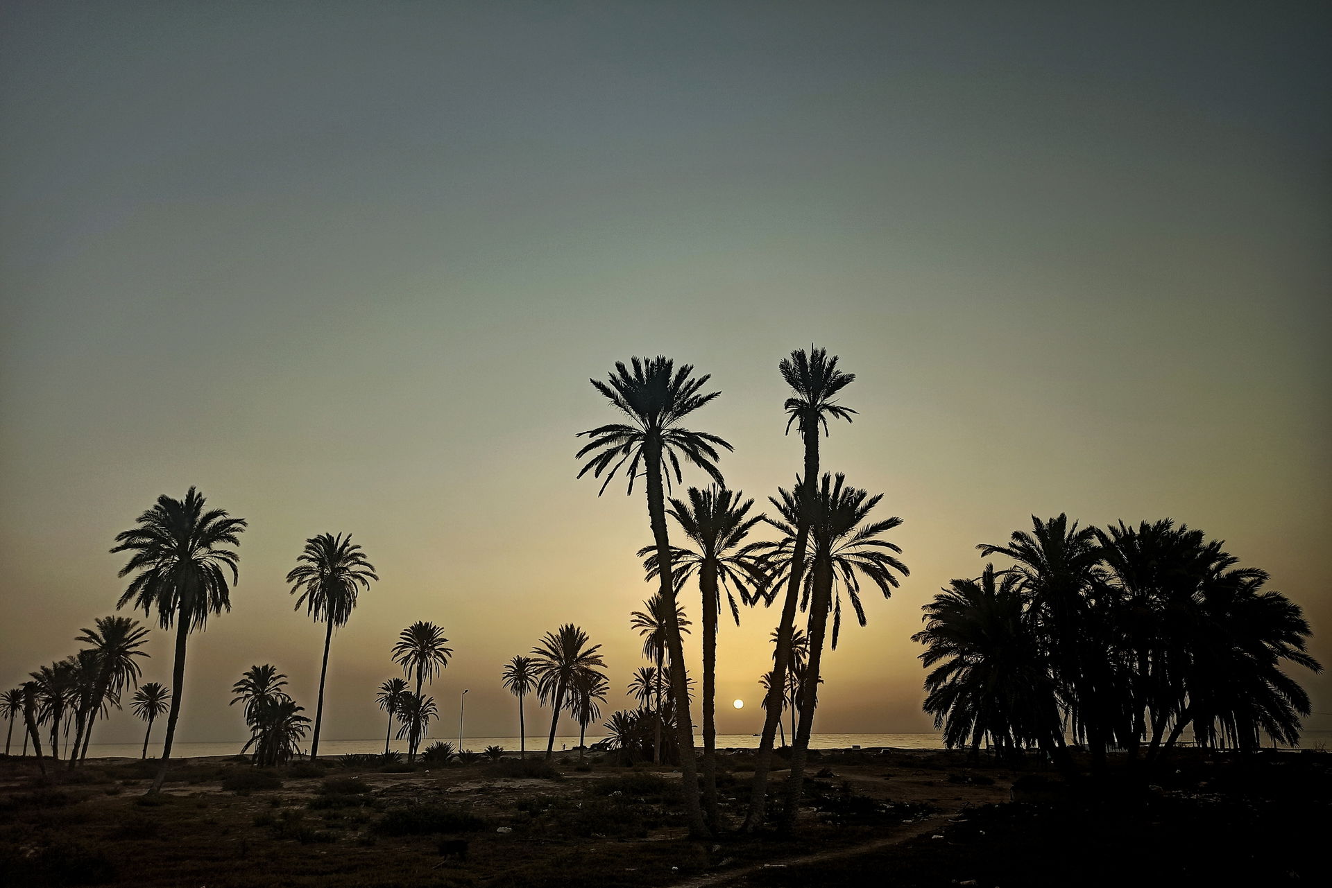 Zarzis palm field near beach