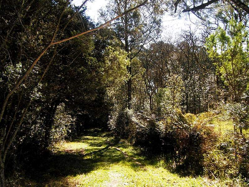 Mata nativa na Floresta Nacional de Caçador.