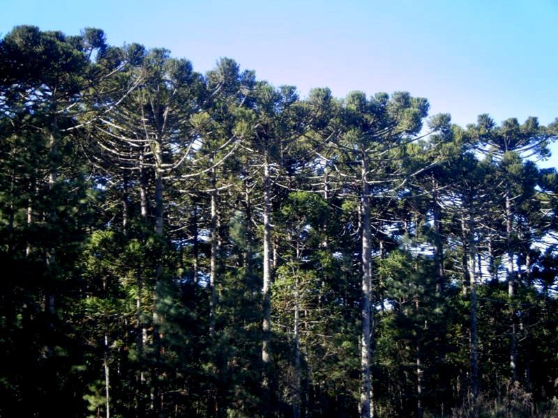 Reflorestamento de araucaria_angustifolia na Floresta Nacional …