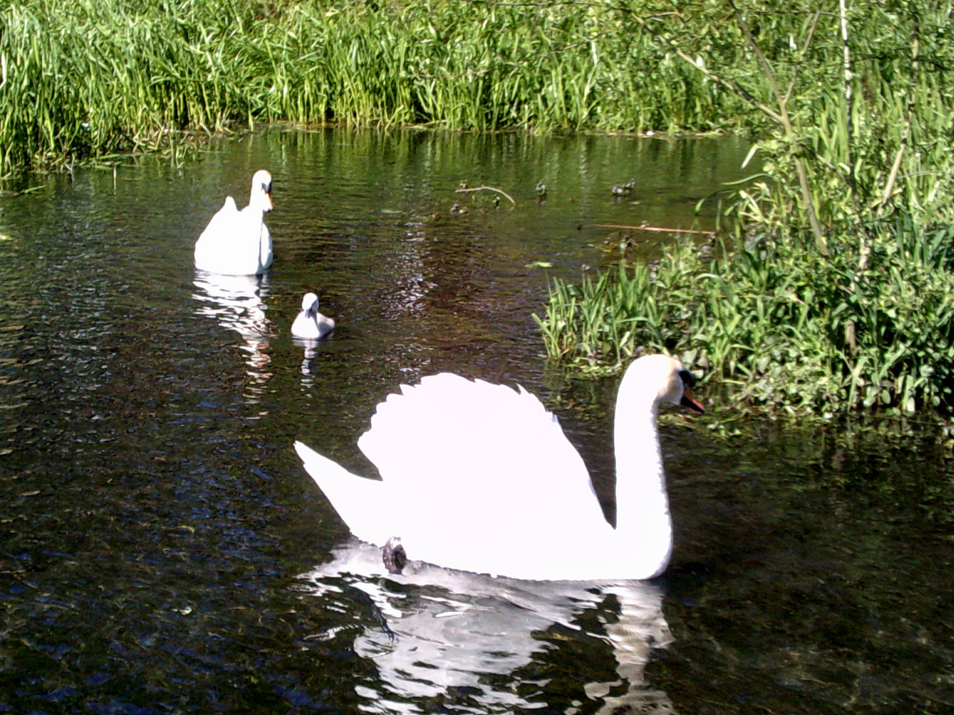 Swans on the River Chess, Chesham, Buckinghamshire