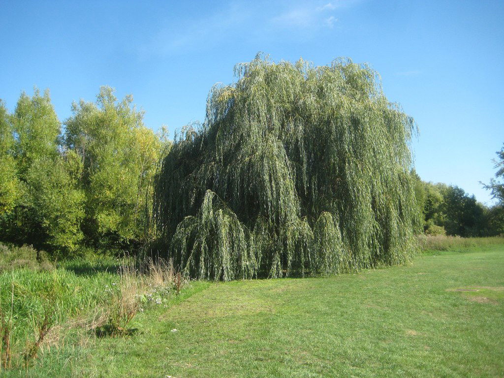 Chesham: Willow tree on Chesham Moor