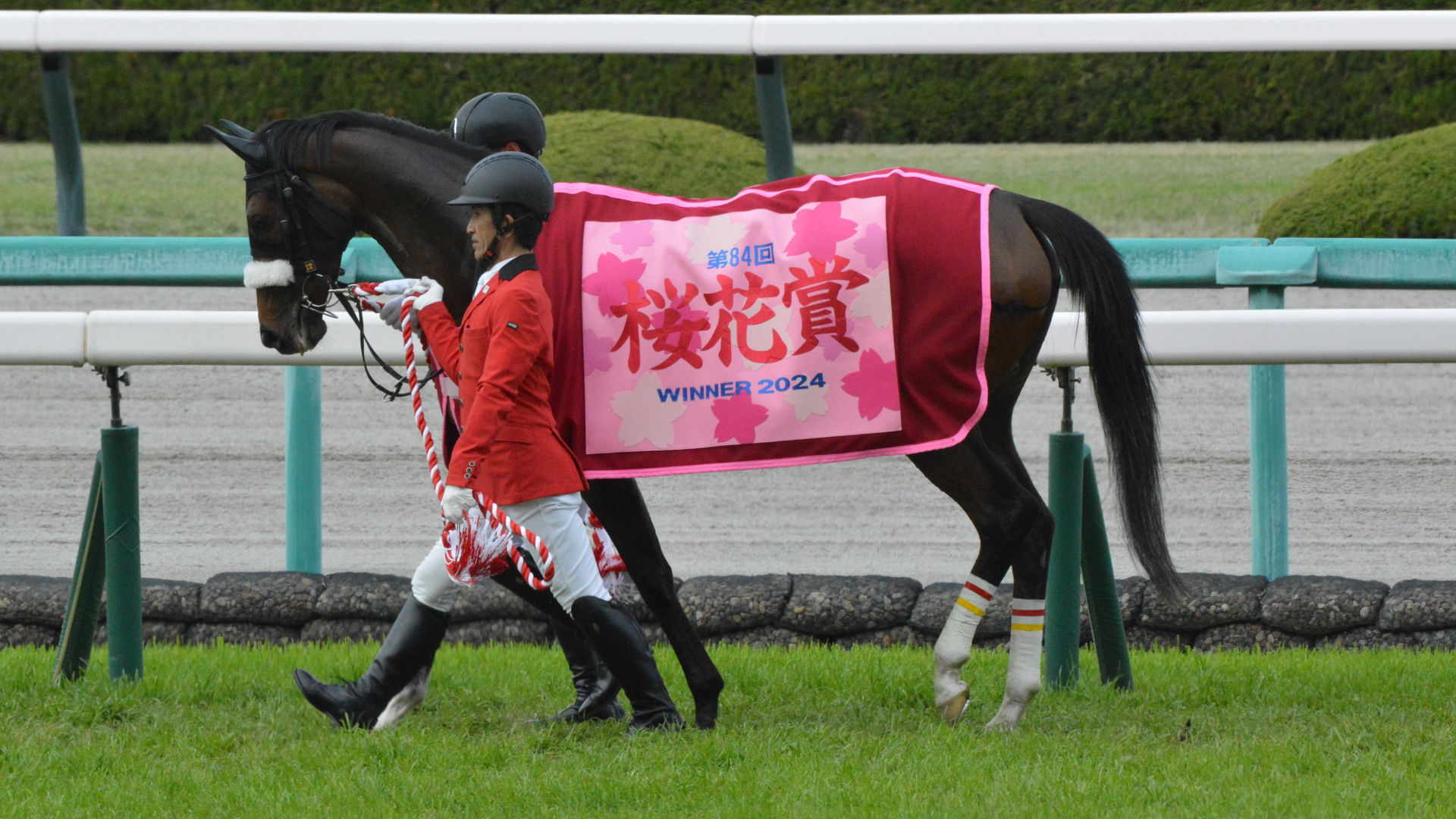 Japanese race horse Stellenbosch at Hanshin racecourse.