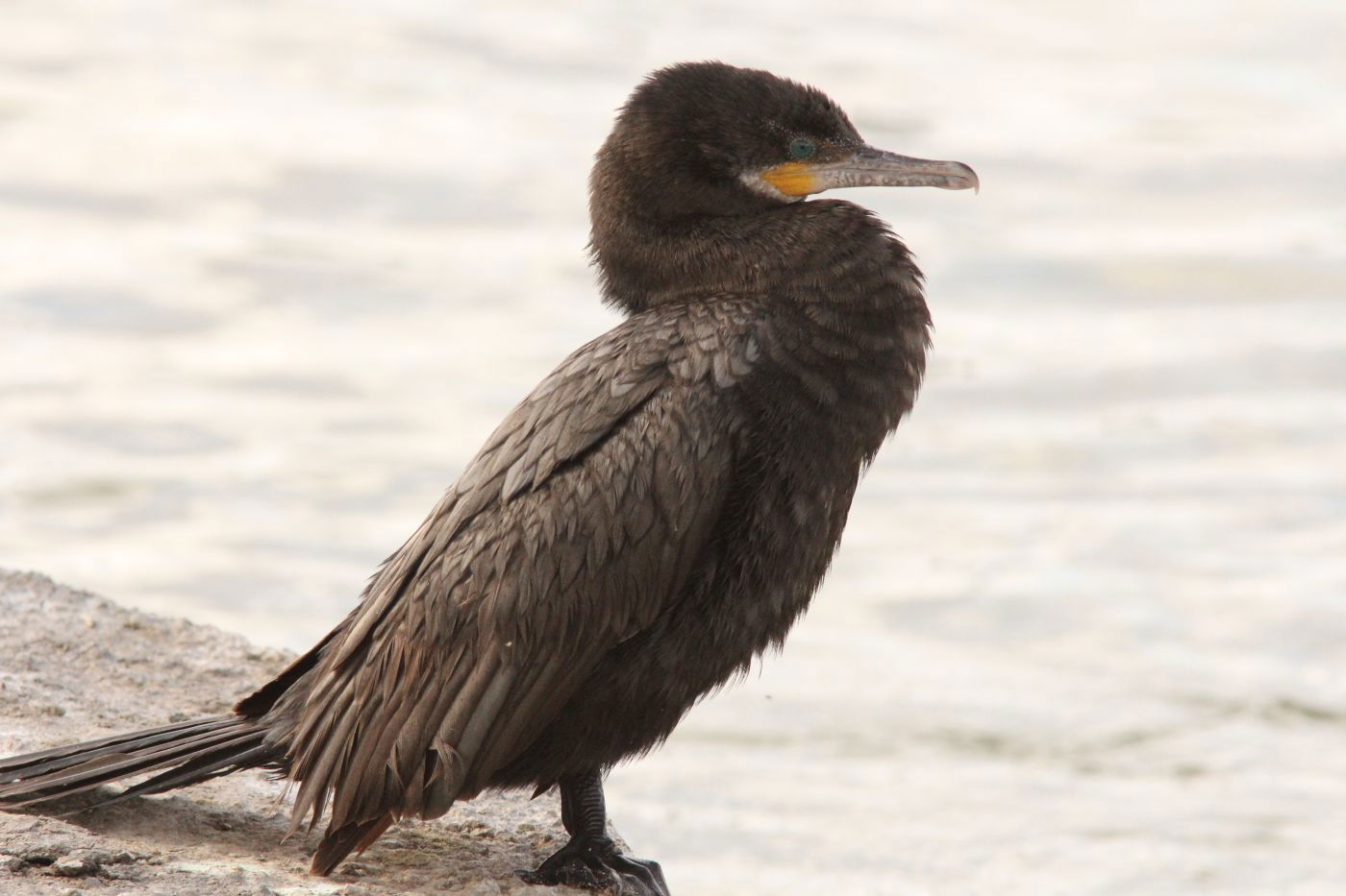 Neotropic Cormorant, Friendship Park, AZ, 23 Feb 2015