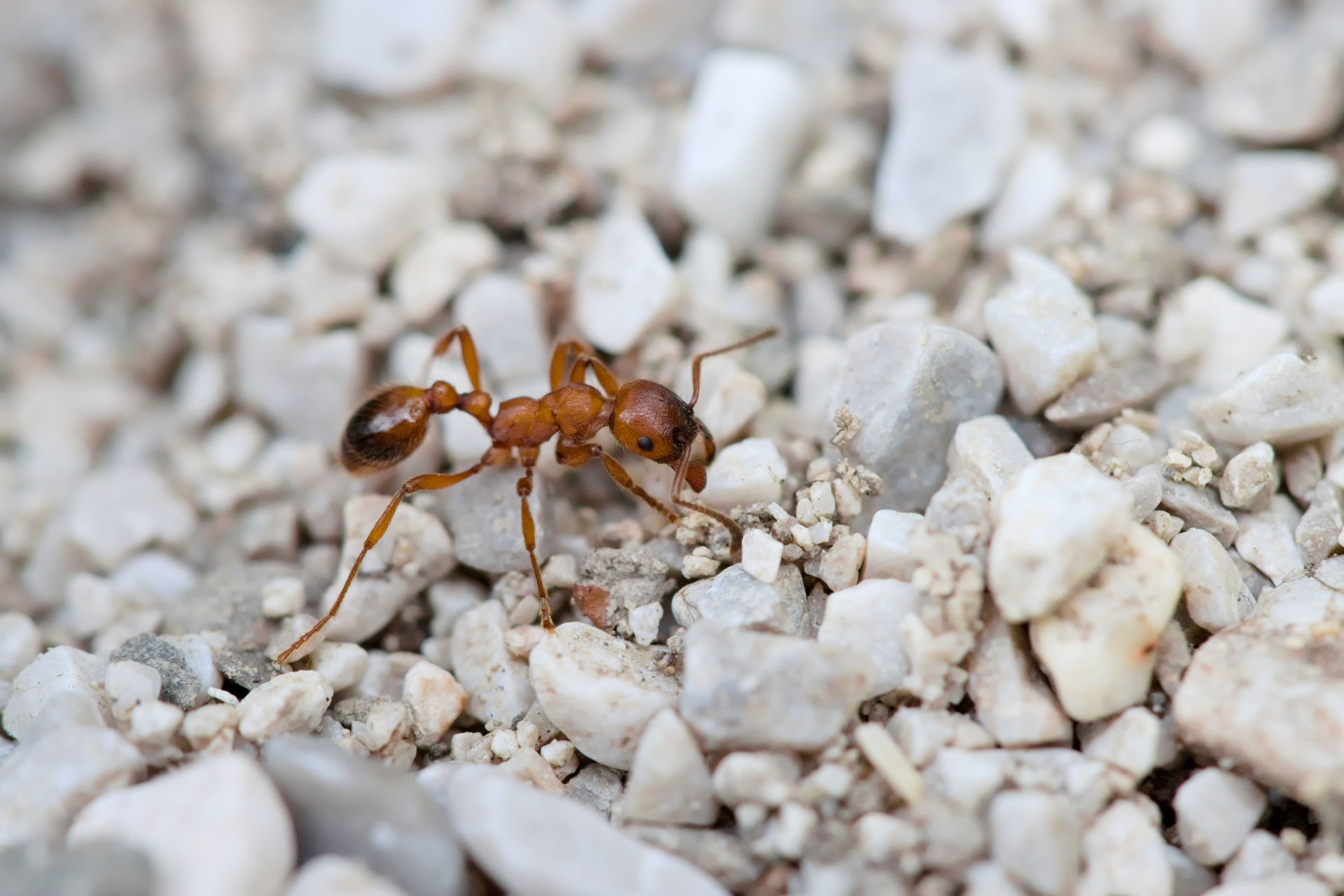 A worker of Manica rubida