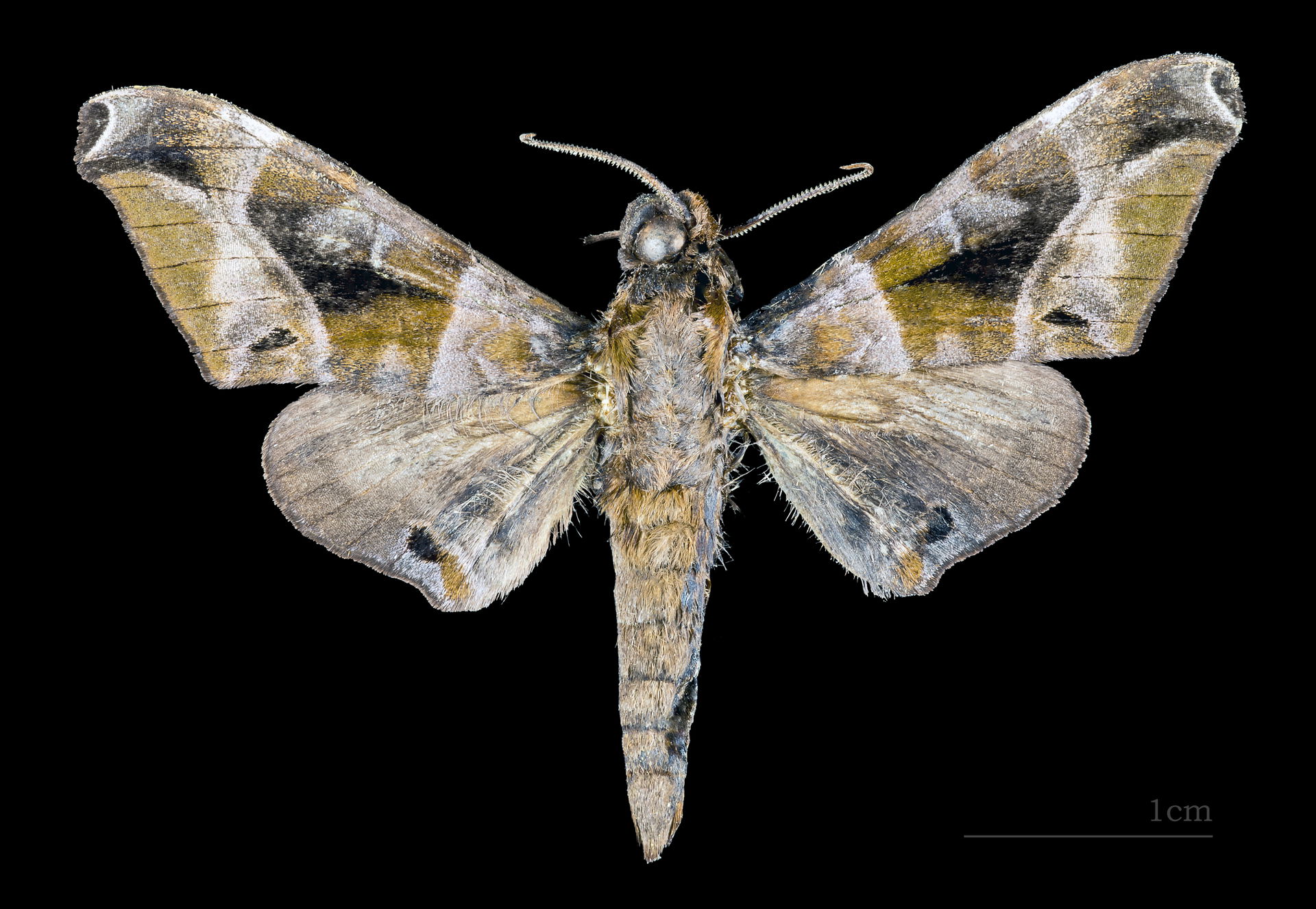 Craspedortha porphyria - Dorsal side
