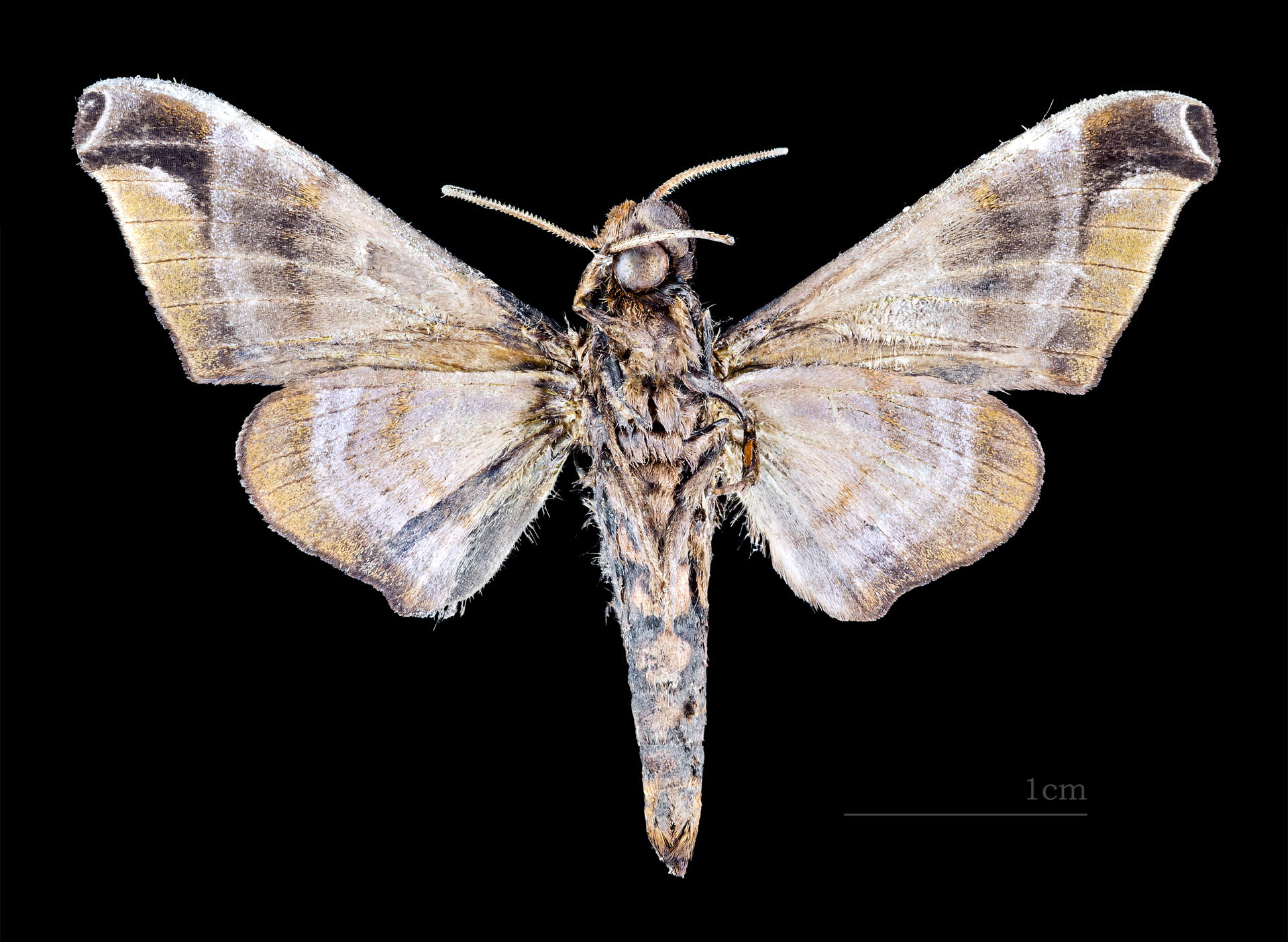 Craspedortha porphyria - △ Ventral side