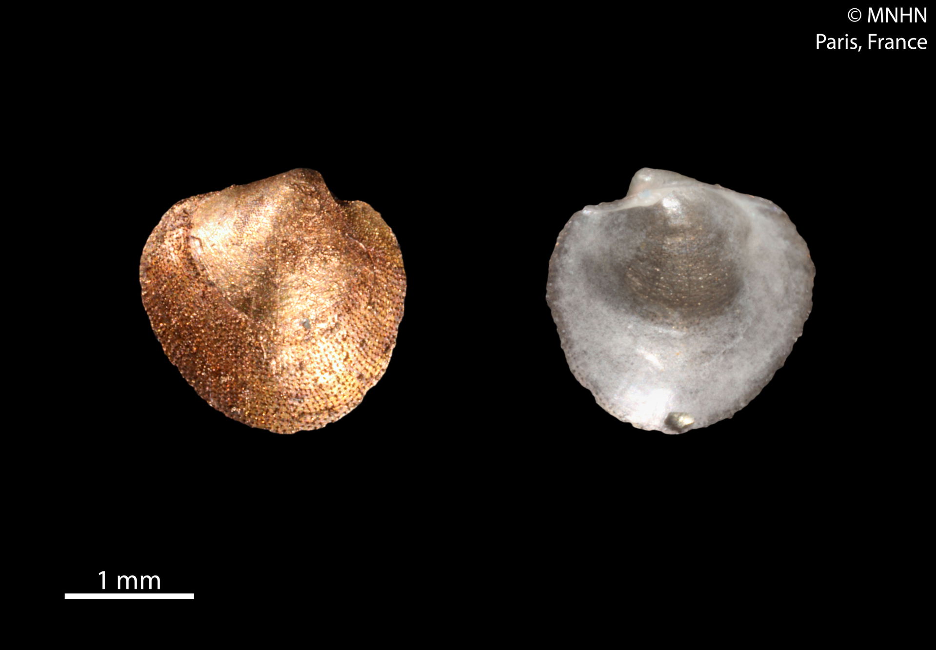 PRESERVED_SPECIMEN; Verticordia ouricuri Oliveira & Absalão…