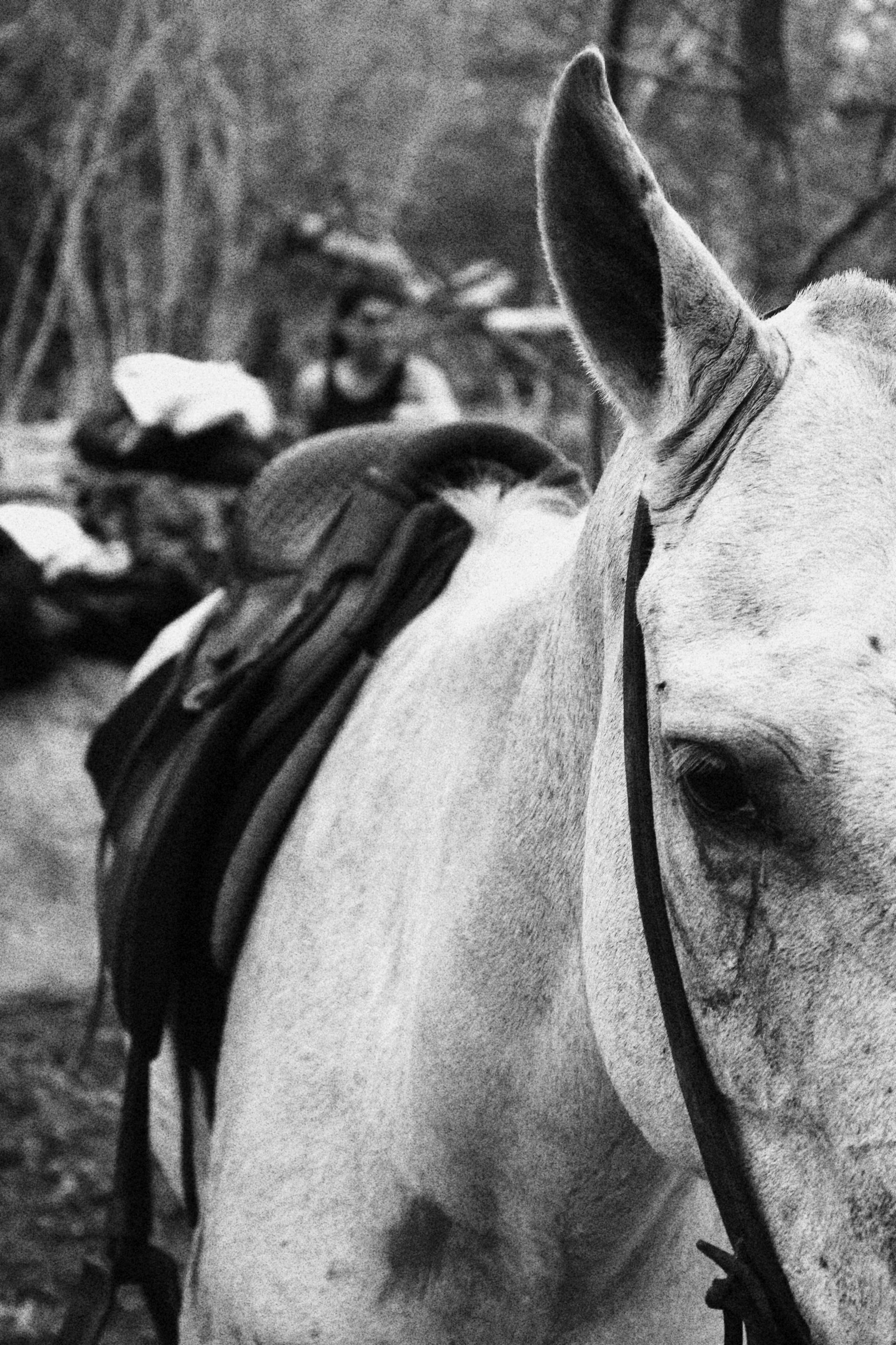 Cavalo de vaqueiro em trilha no interior do RN
Filtro preto e b…